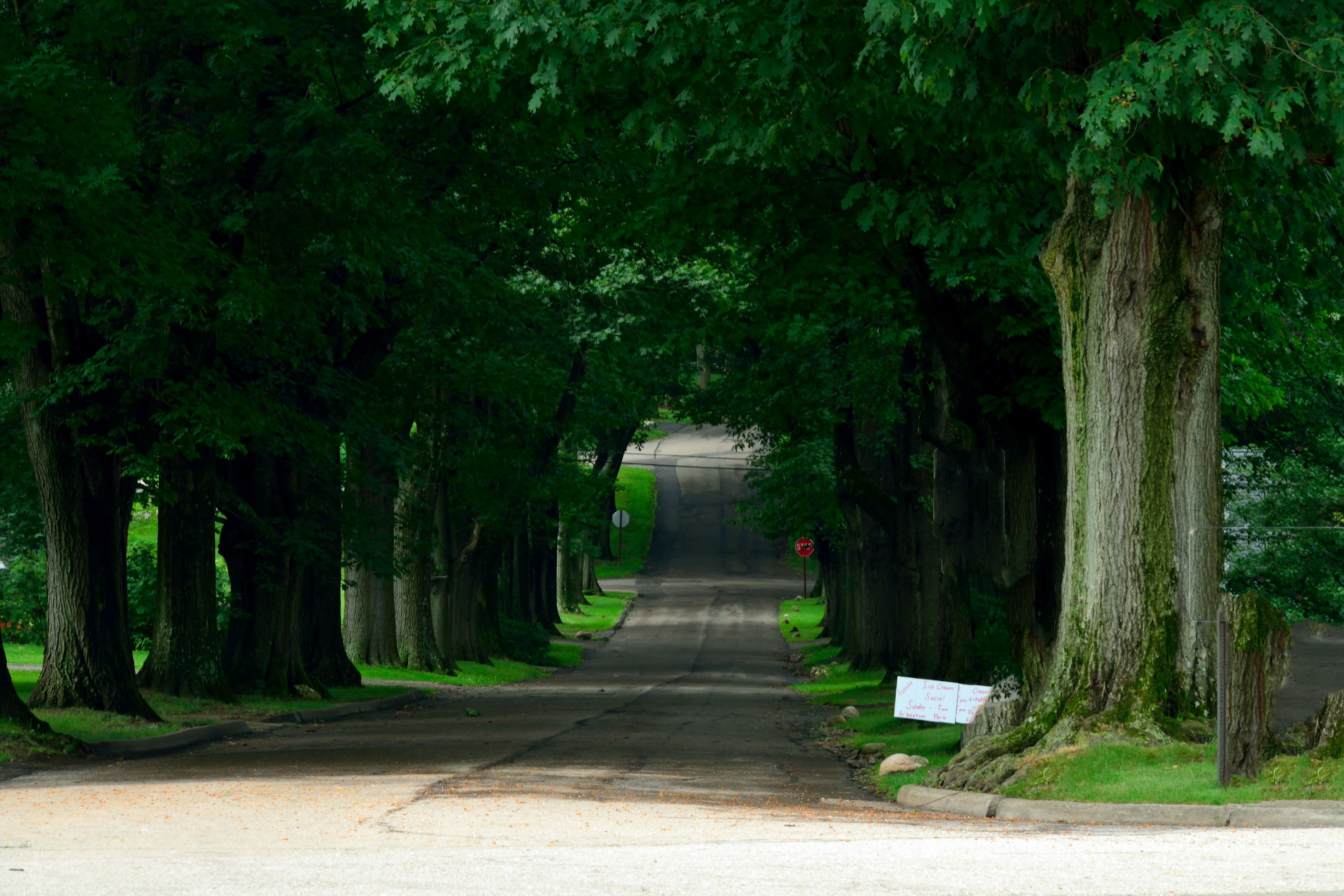 Tree-Lined Empty Road Wallpapers