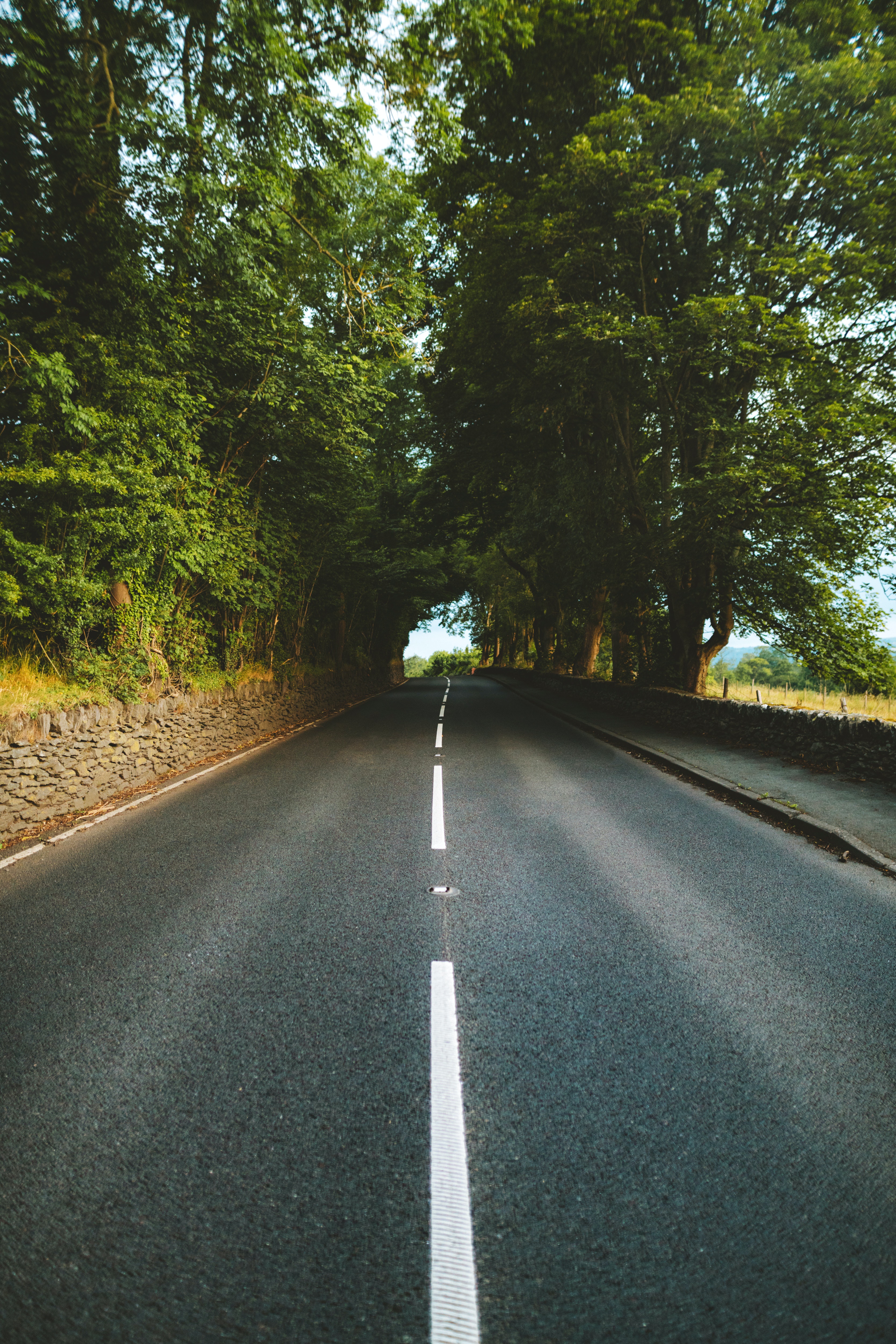 Tree-Lined Empty Road Wallpapers