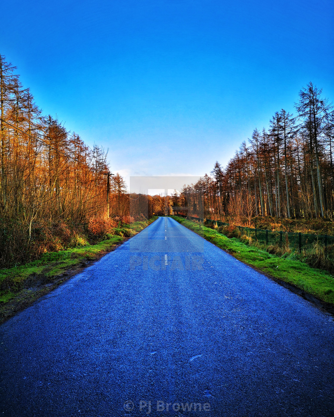 Tree-Lined Empty Road Wallpapers