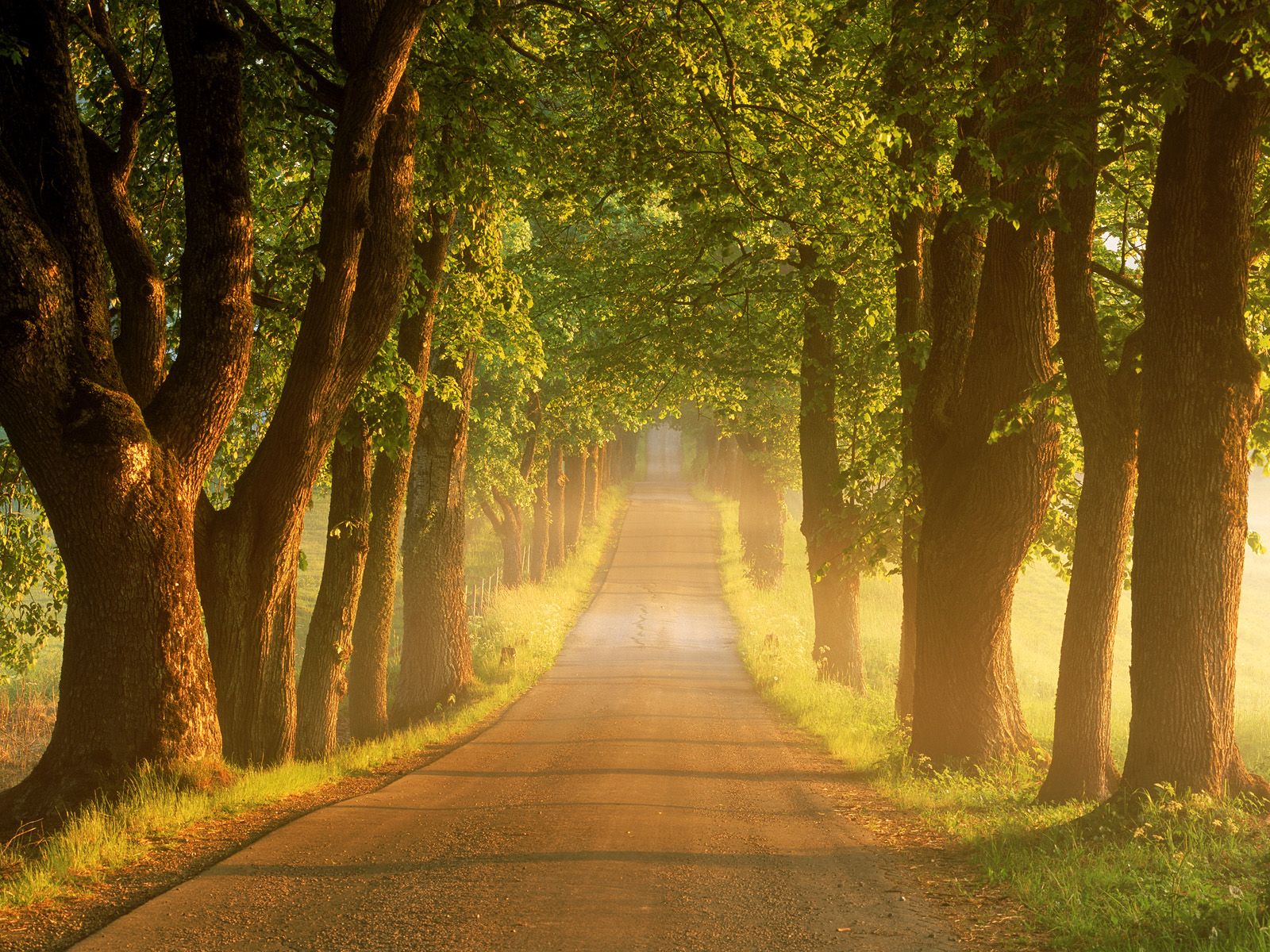 Tree-Lined Empty Road Wallpapers