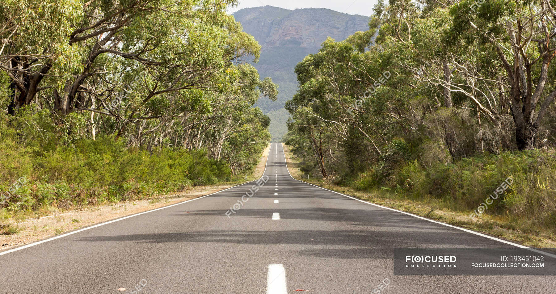 Tree-Lined Empty Road Wallpapers