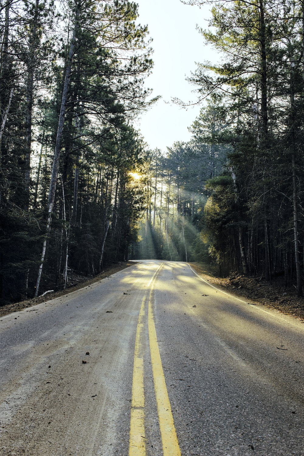 Tree-Lined Empty Road Wallpapers