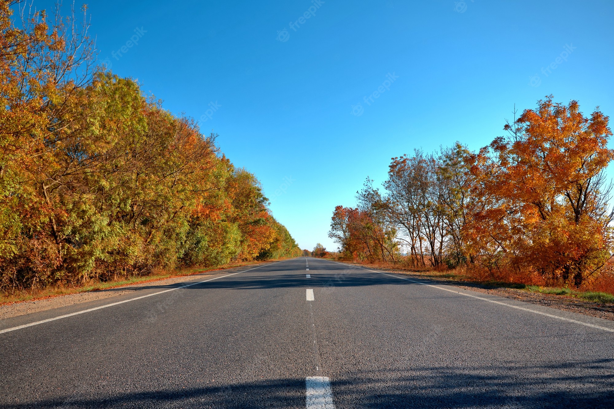 Tree-Lined Empty Road Wallpapers