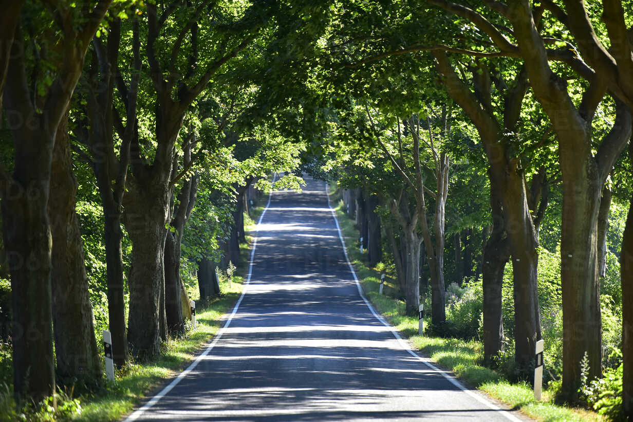 Tree-Lined Empty Road Wallpapers