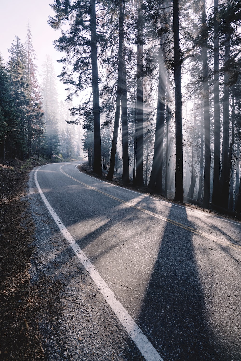 Tree-Lined Empty Road Wallpapers