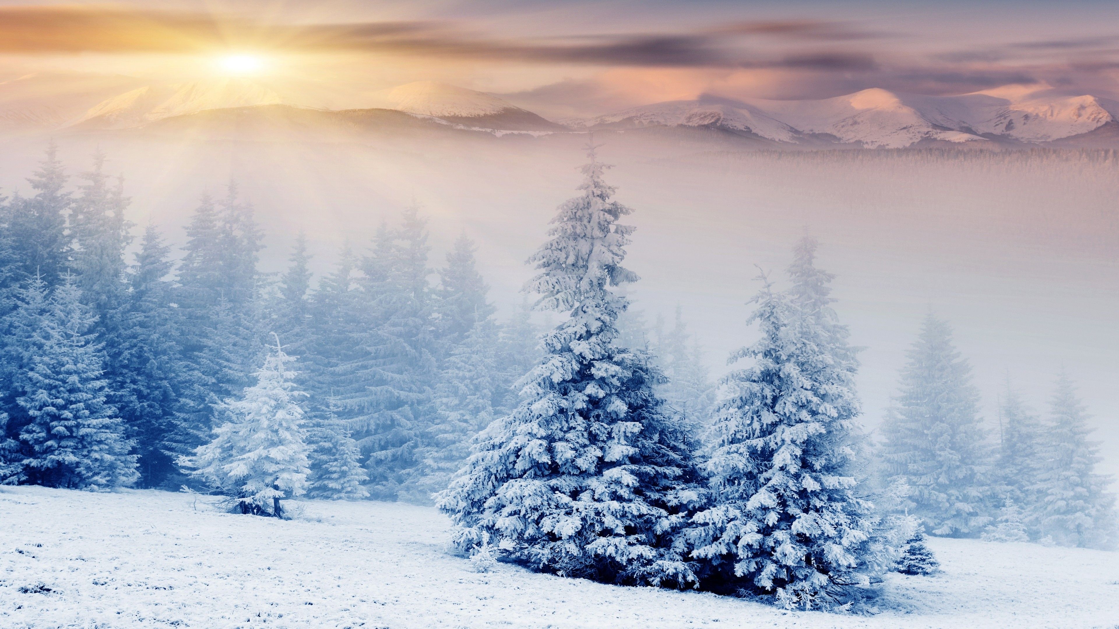 Trees Covered By Snow In Winter Wallpapers