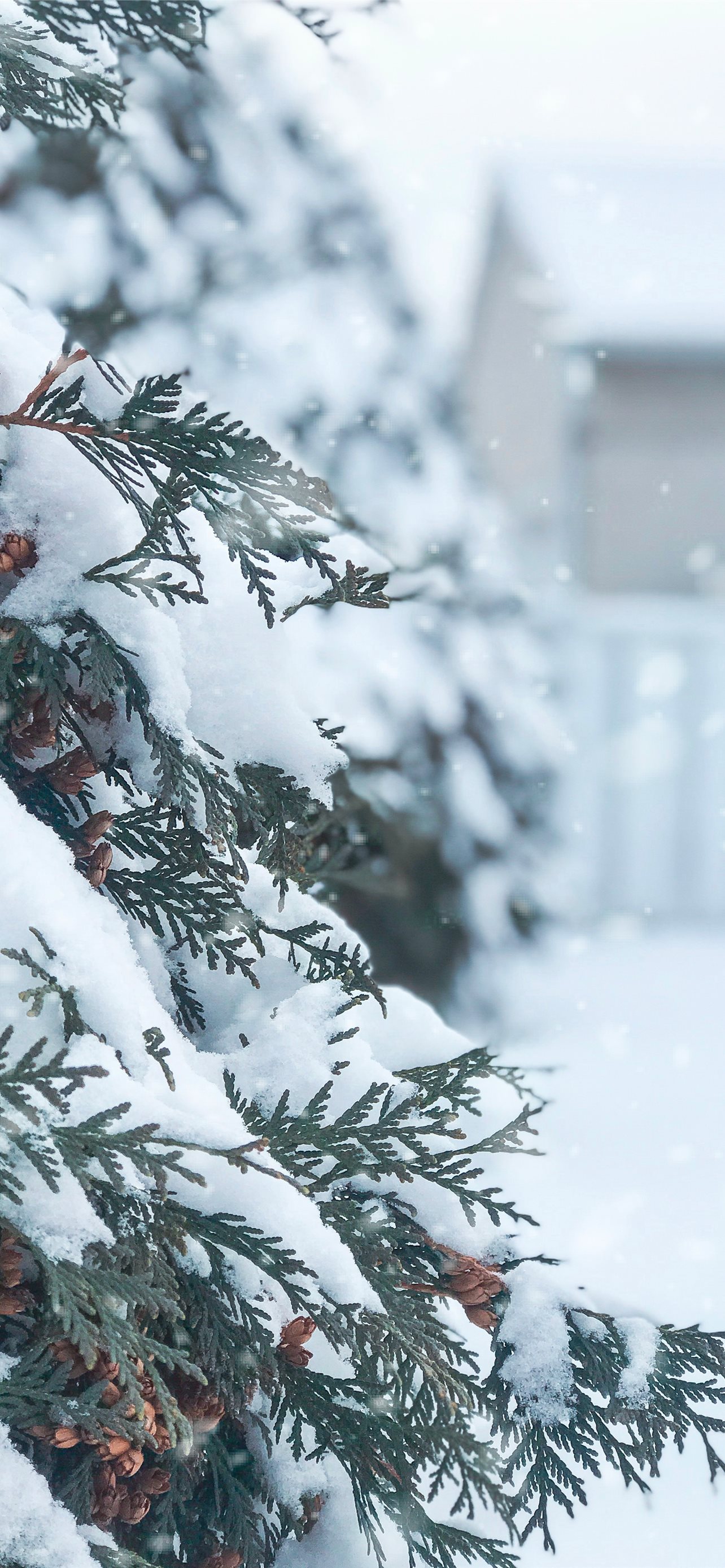 Trees Covered By Snow In Winter Wallpapers