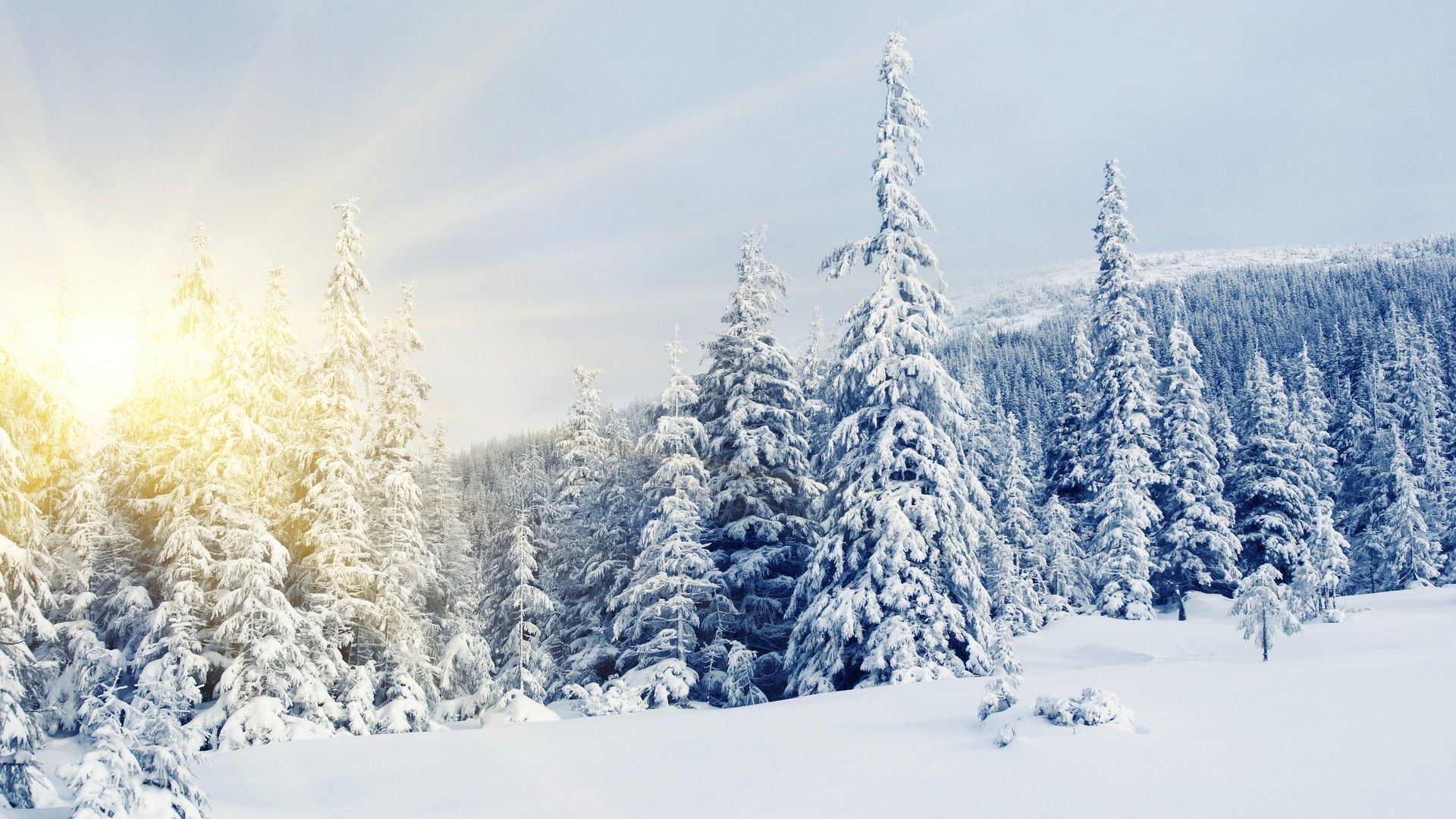 Trees Covered By Snow In Winter Wallpapers