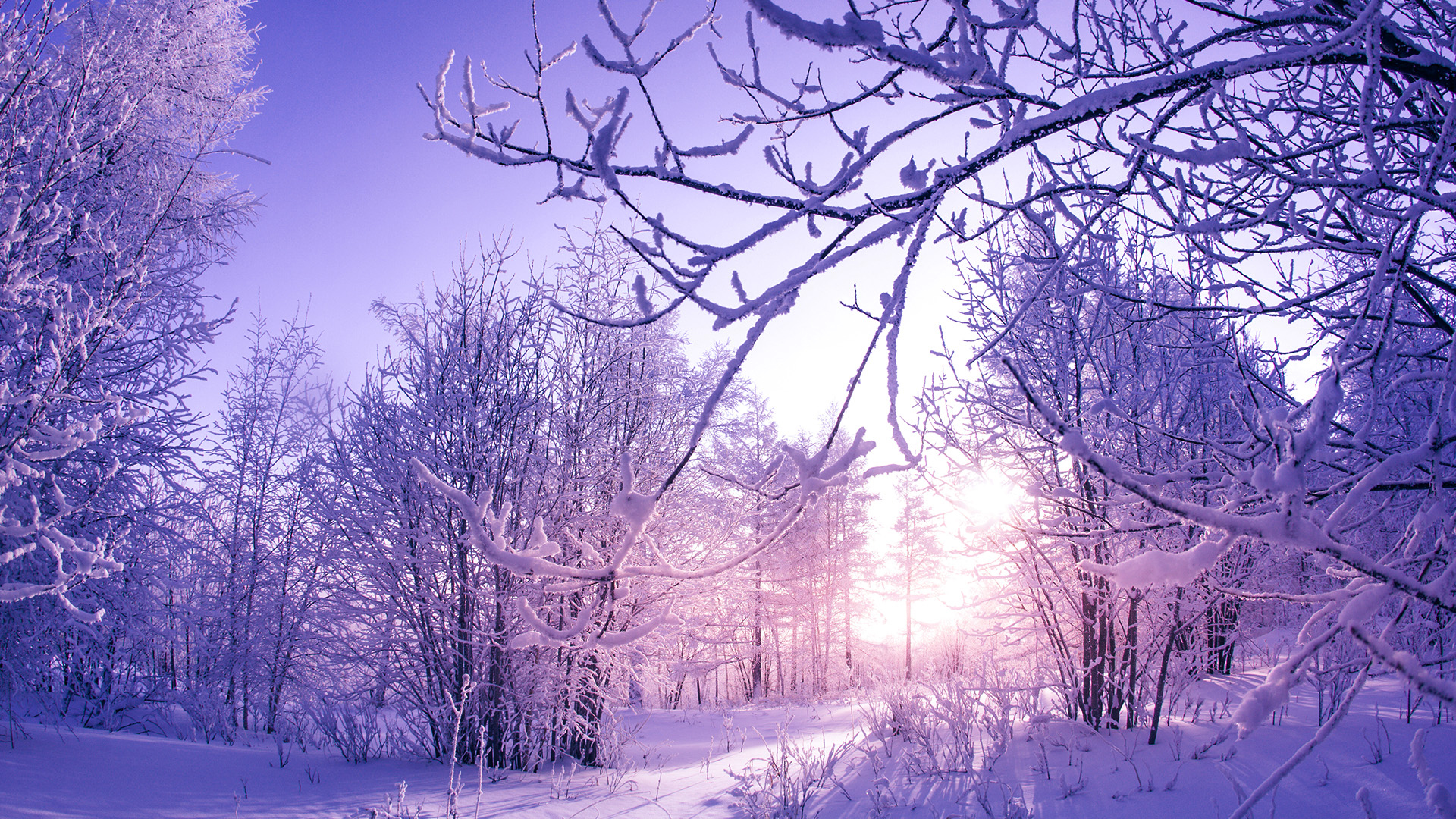 Trees Covered By Snow In Winter Wallpapers