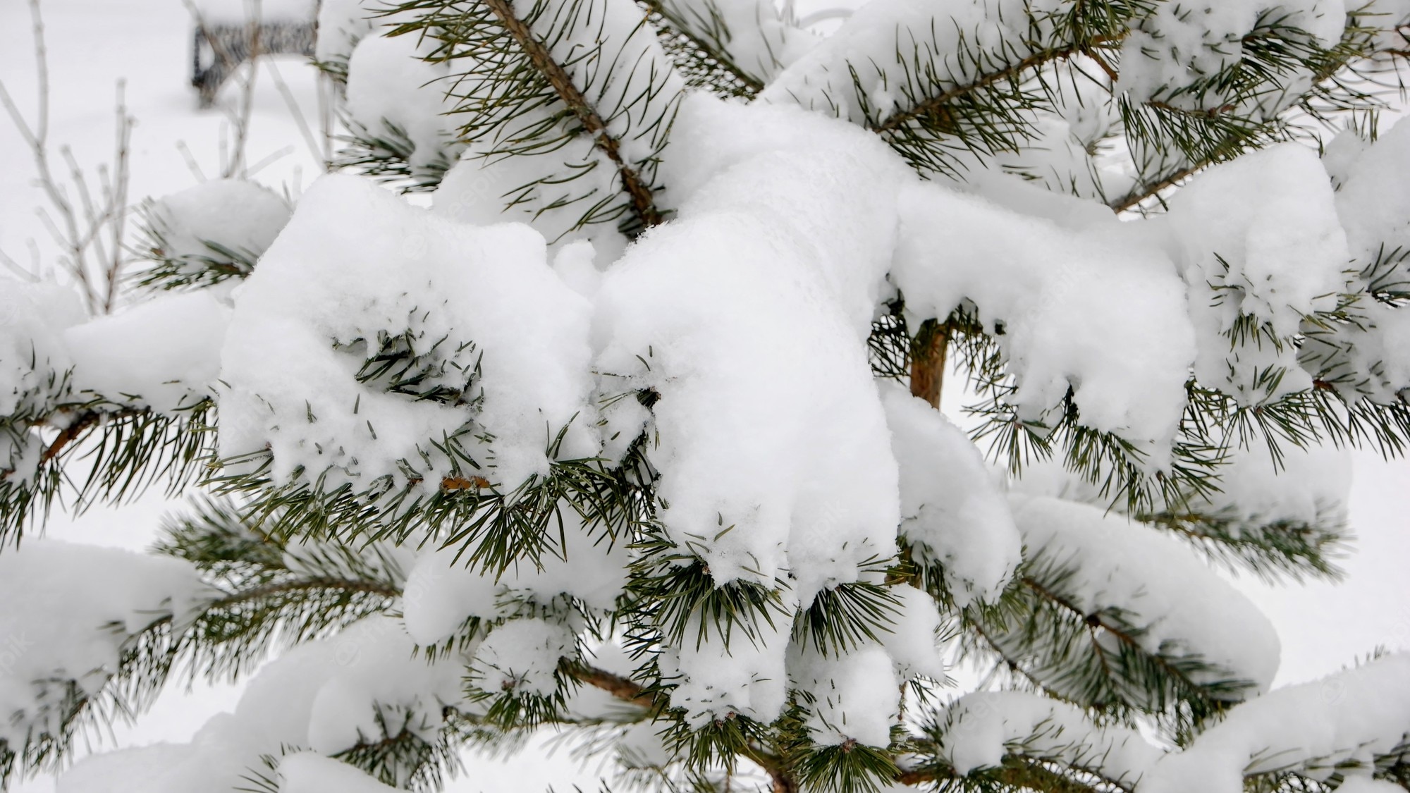 Trees Covered By Snow In Winter Wallpapers