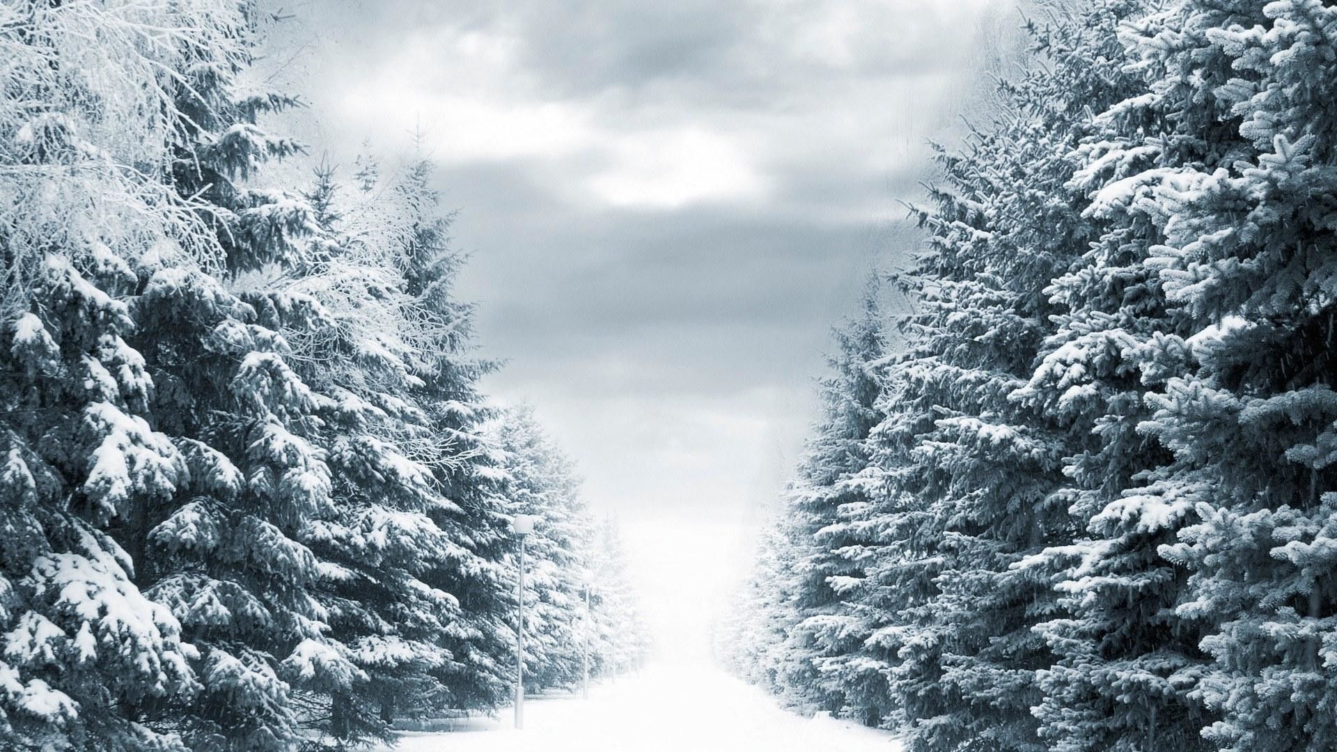 Trees Covered By Snow In Winter Wallpapers