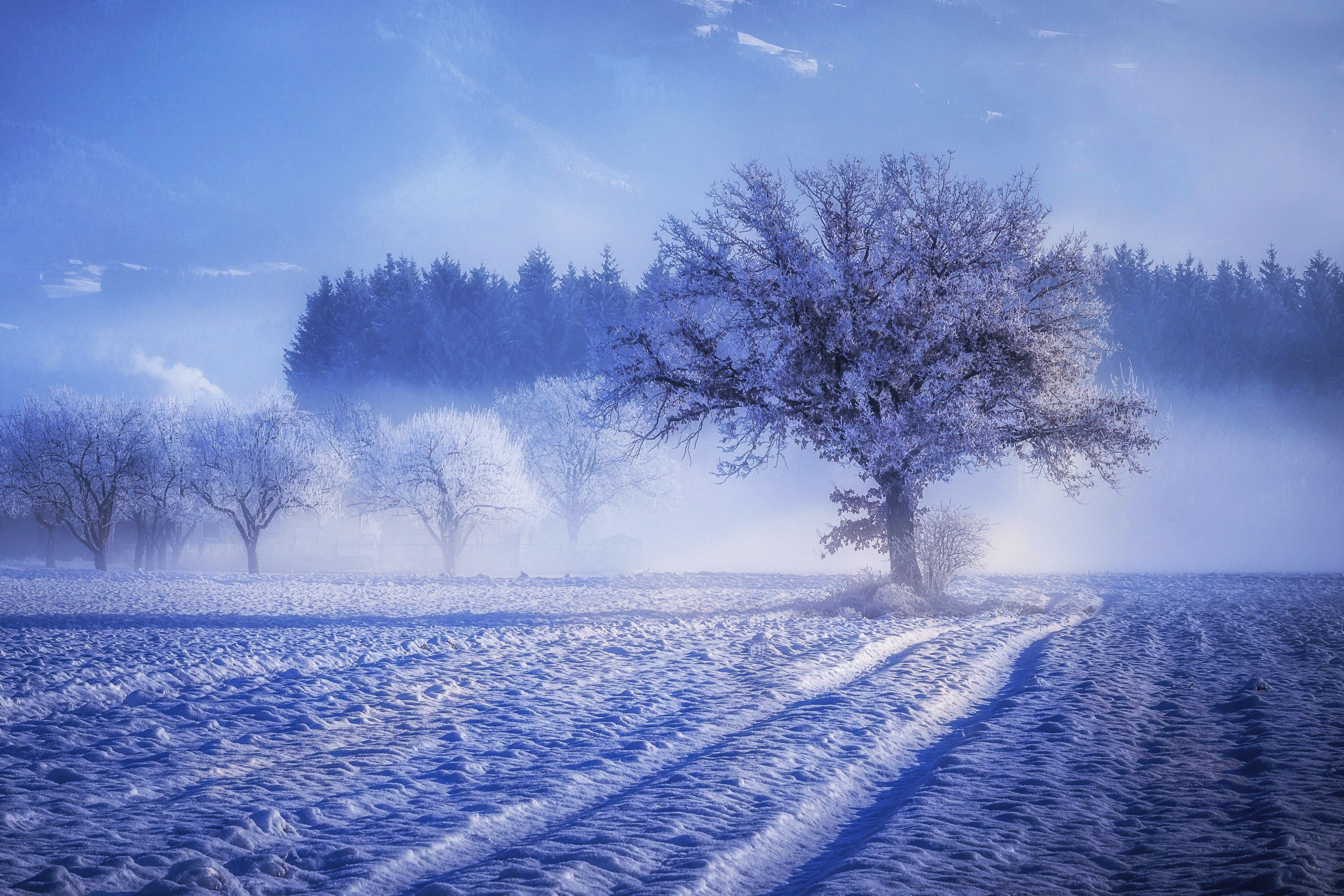 Trees Covered By Snow In Winter Wallpapers