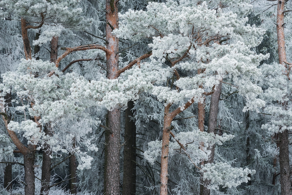 Trees Covered By Snow In Winter Wallpapers