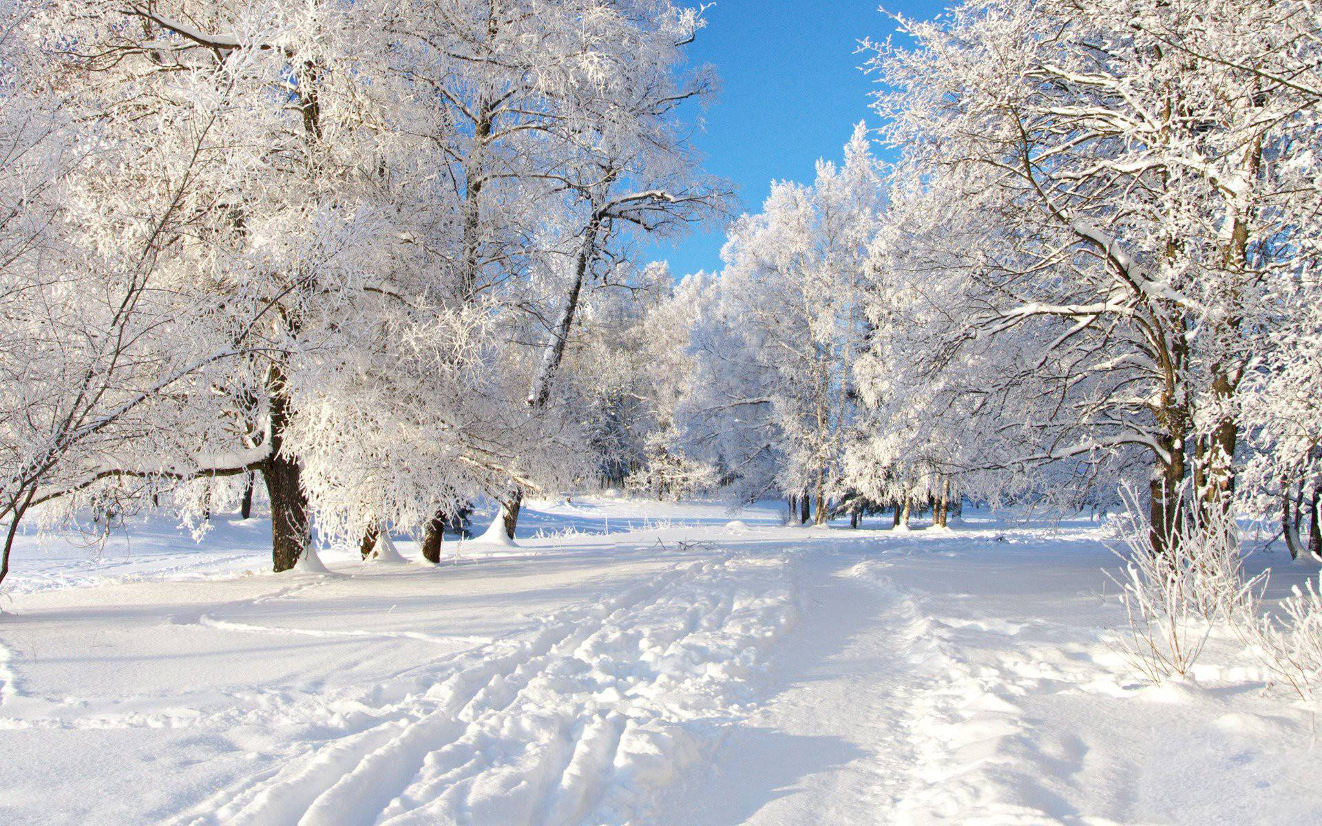 Trees Covered By Snow In Winter Wallpapers