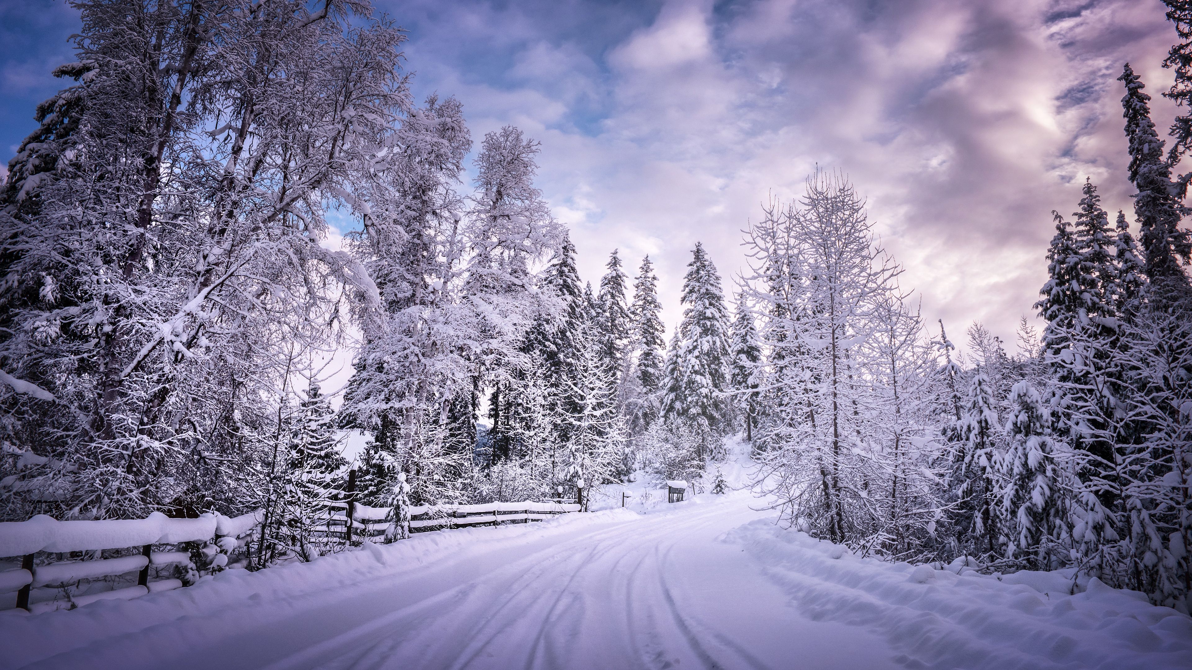 Trees Covered By Snow In Winter Wallpapers