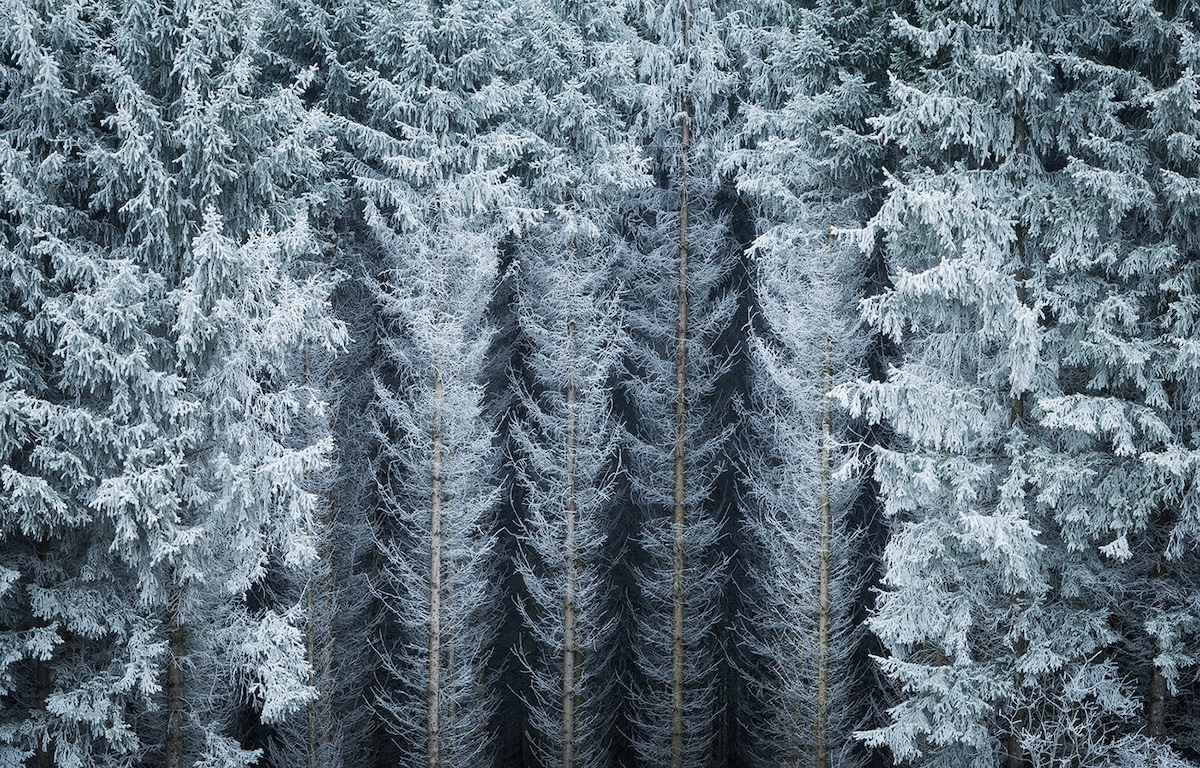 Trees Covered By Snow In Winter Wallpapers