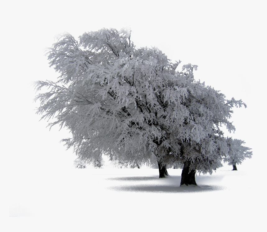 Trees Covered By Snow In Winter Wallpapers