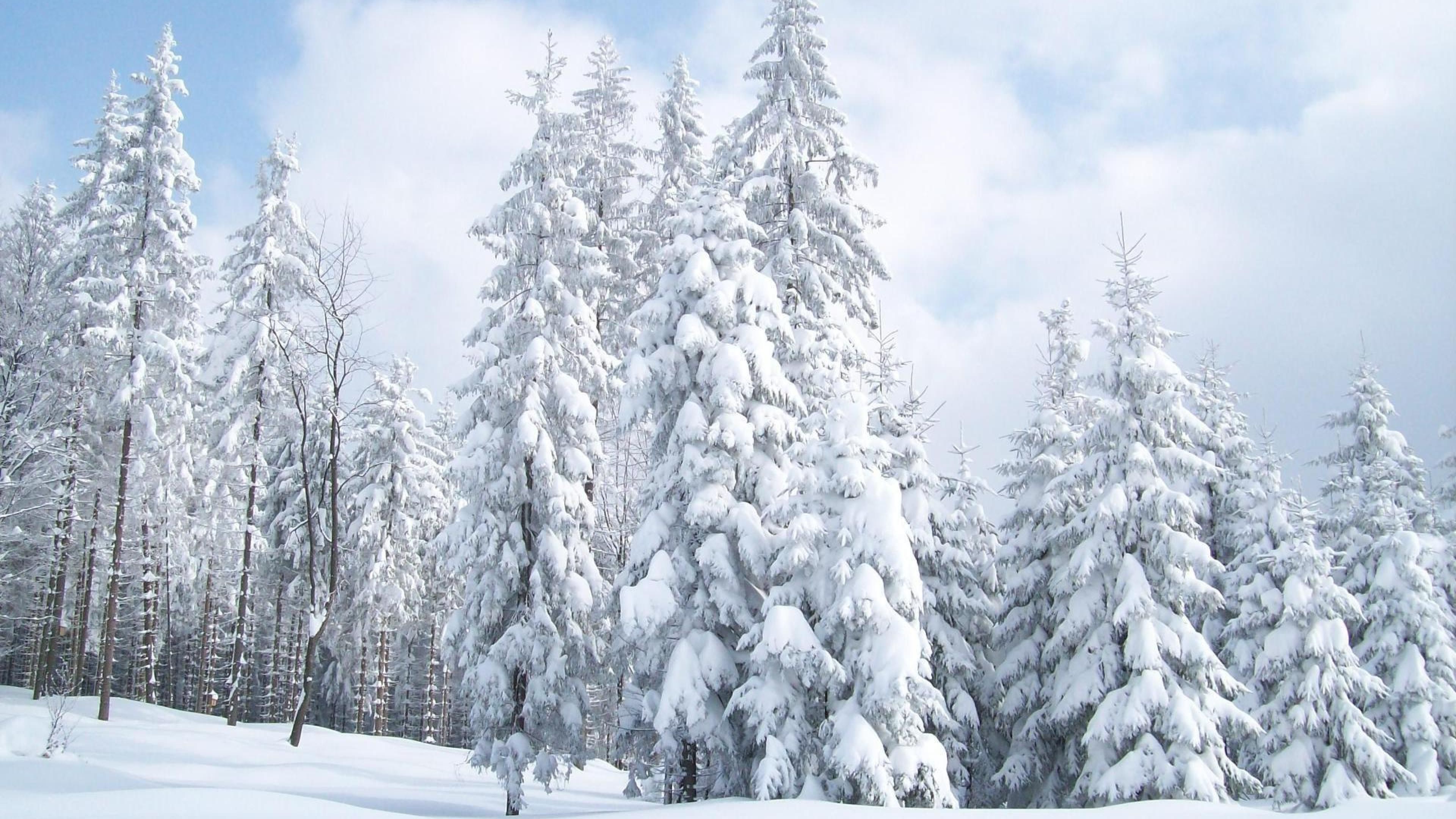 Trees Covered By Snow In Winter Wallpapers