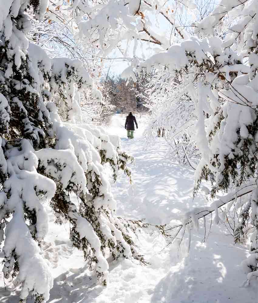 Trees Covered By Snow In Winter Wallpapers