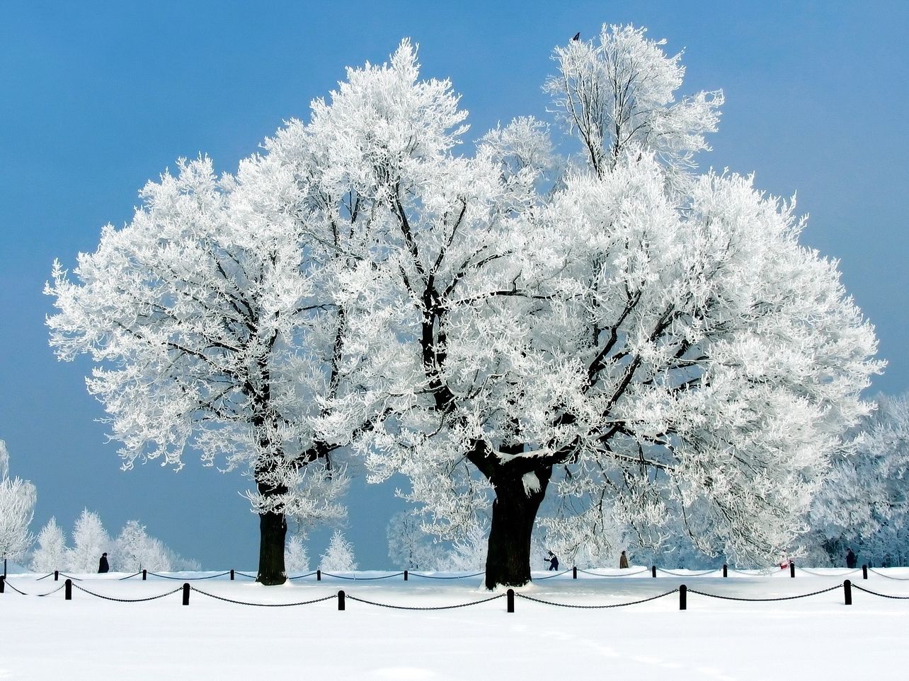 Trees Covered By Snow In Winter Wallpapers