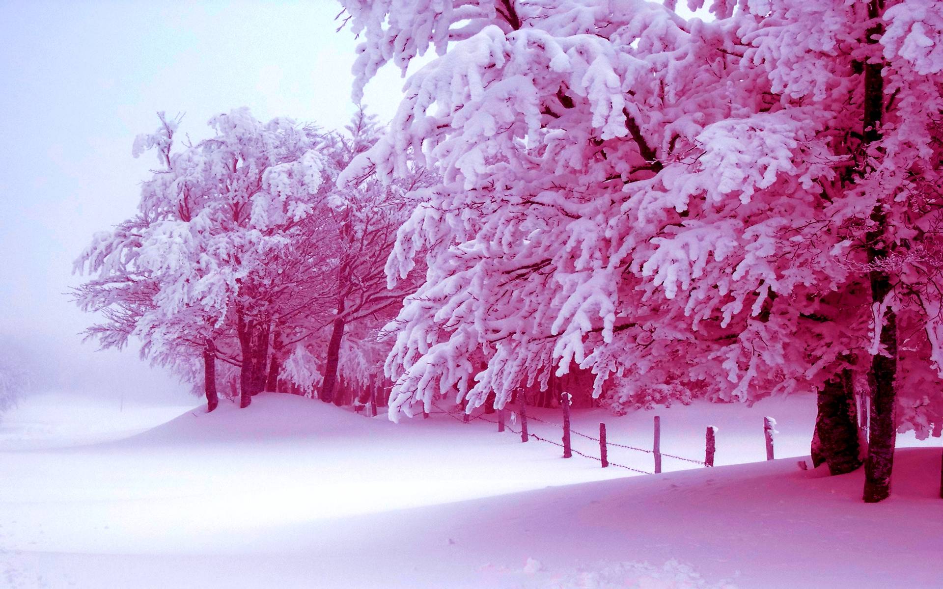 Trees Covered By Snow In Winter Wallpapers