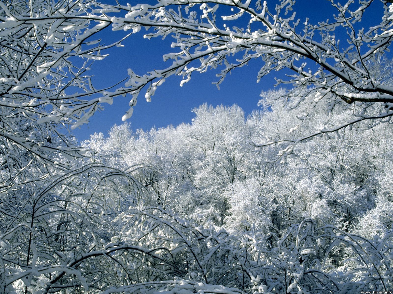 Trees Covered By Snow In Winter Wallpapers