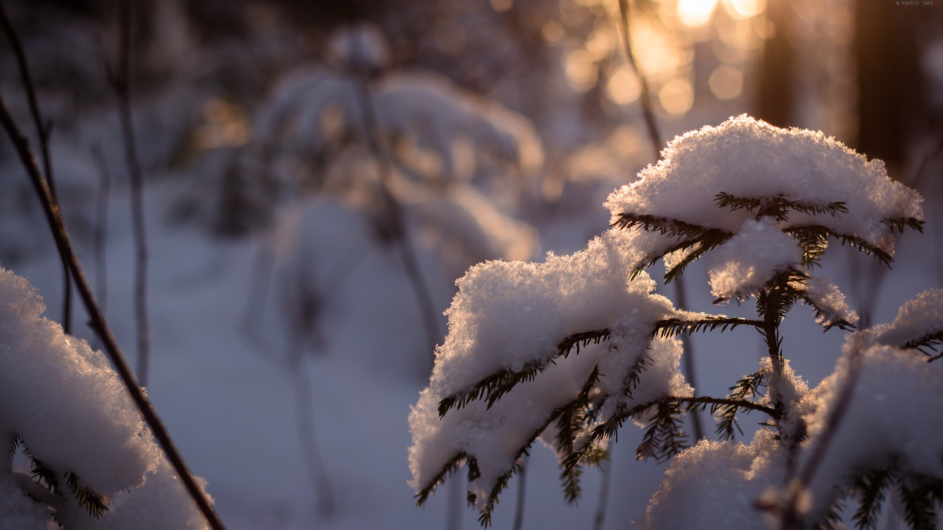 Trees Covered By Snow In Winter Wallpapers