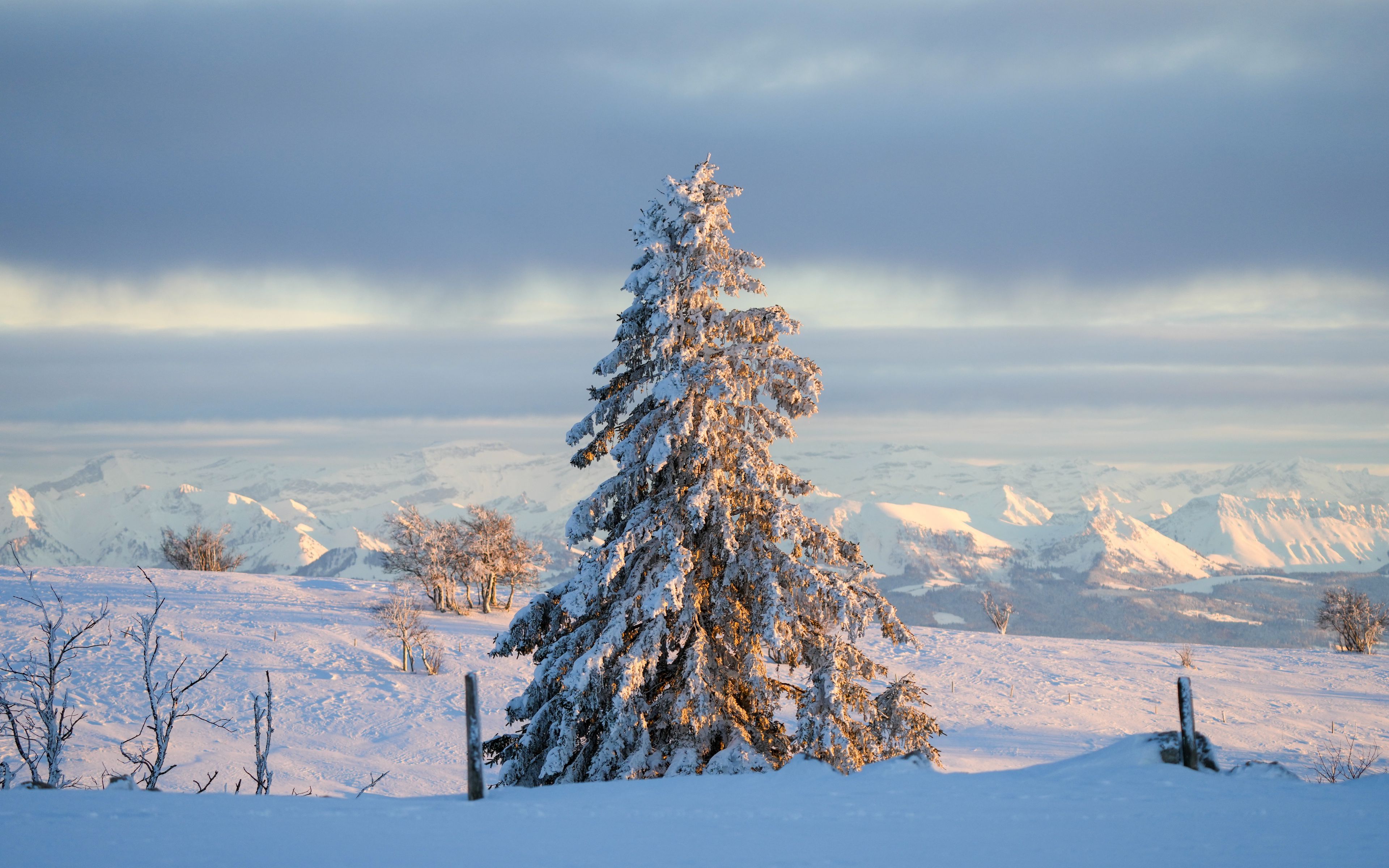 Trees Covered By Snow In Winter Wallpapers