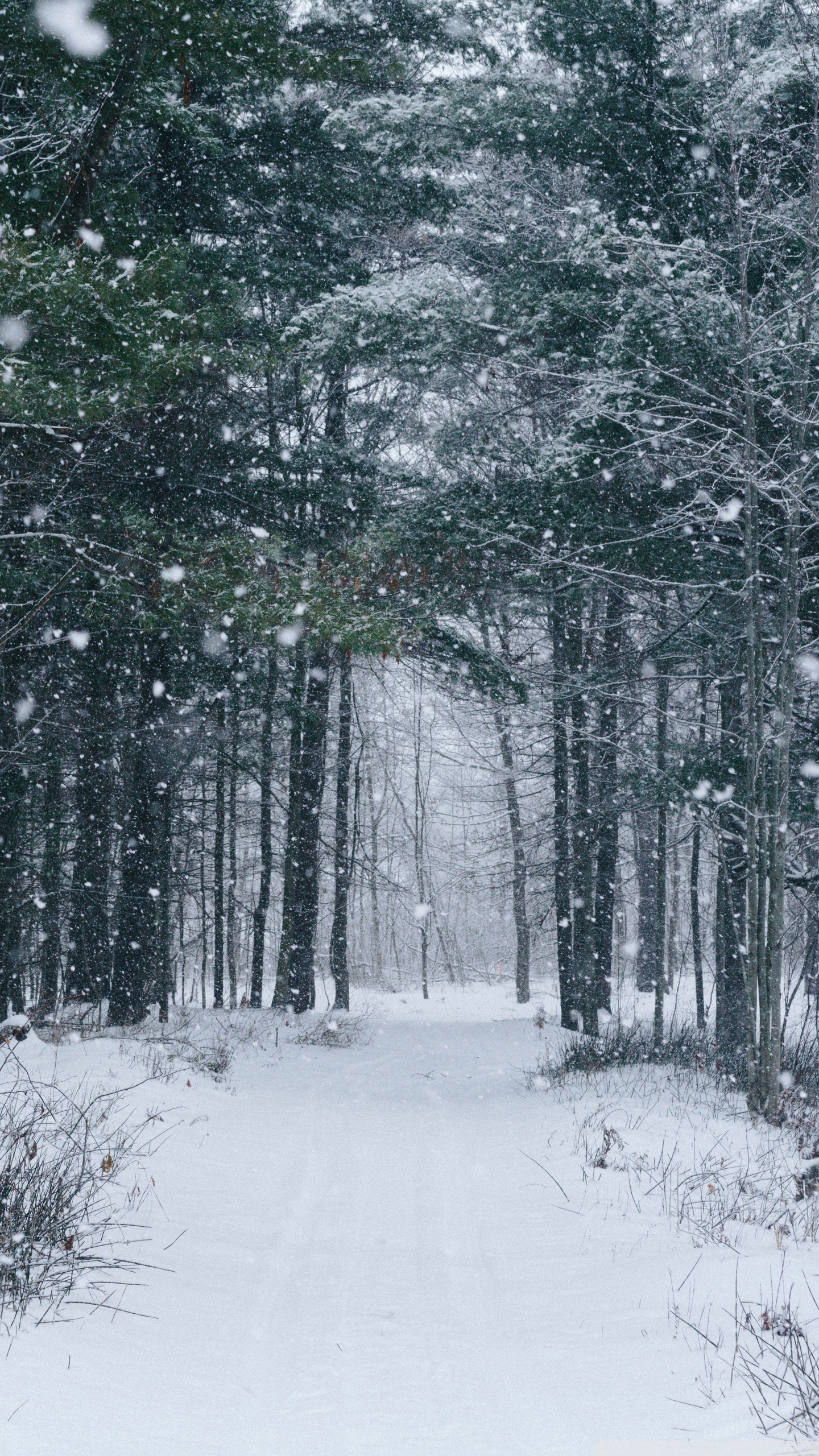 Trees Covered By Snow In Winter Wallpapers