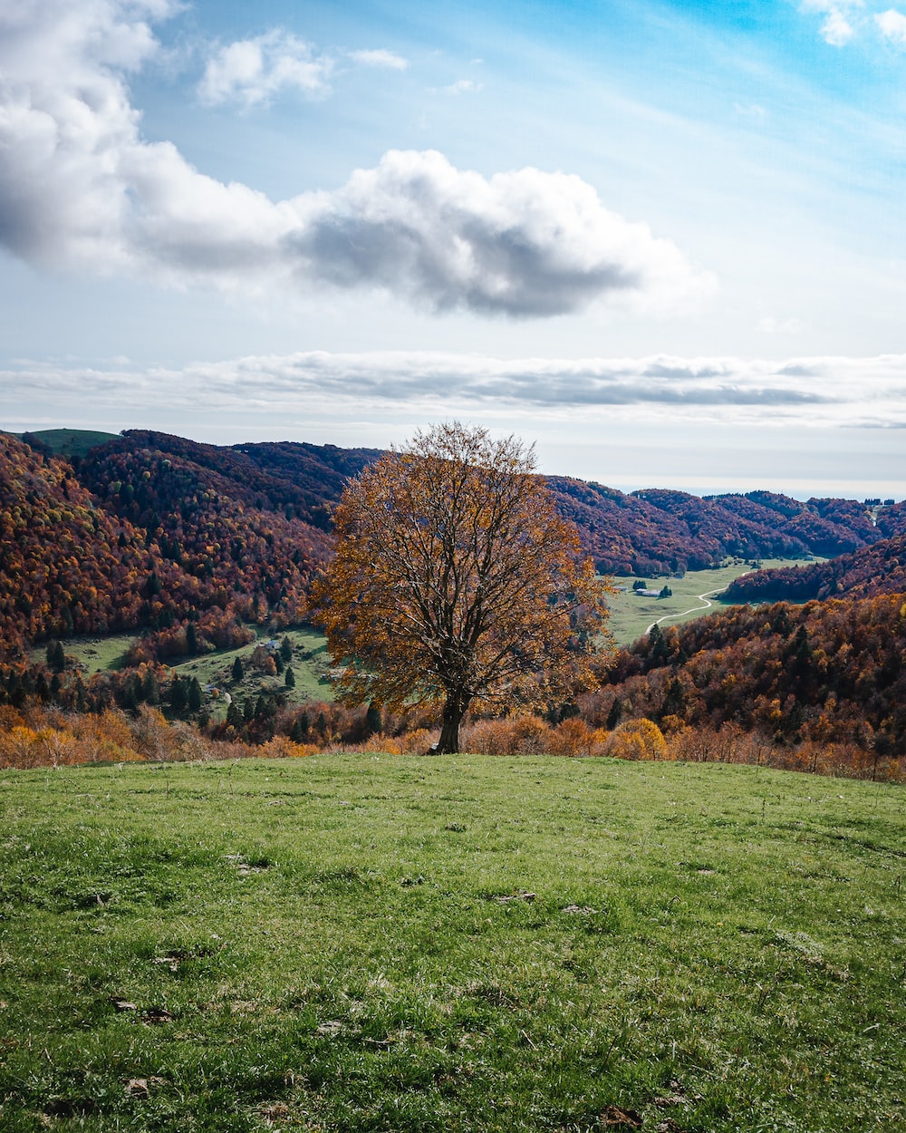 Trees Grass In Fall Bleak Mountains Wallpapers