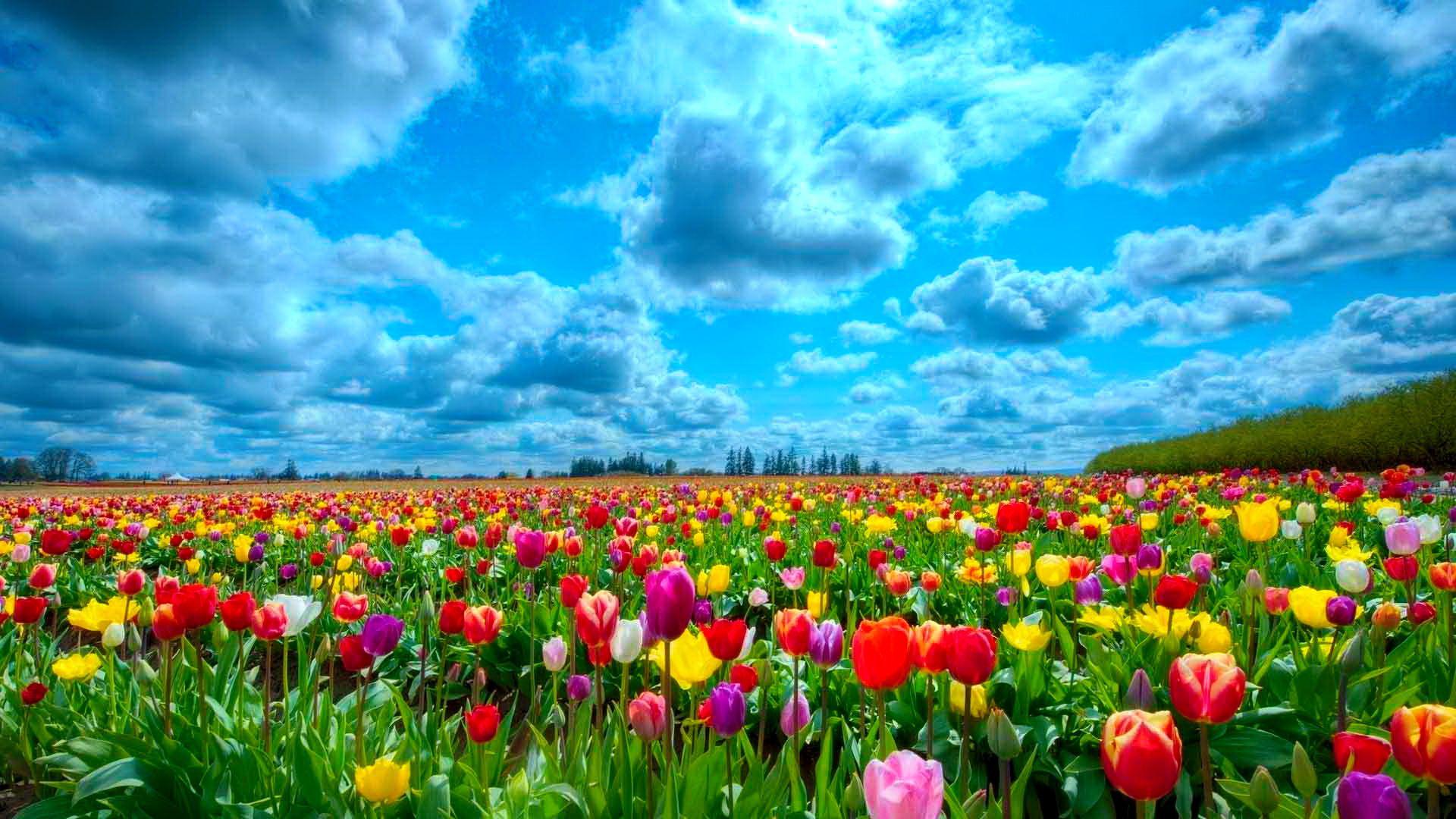 Tulip Field 5K Wallpapers