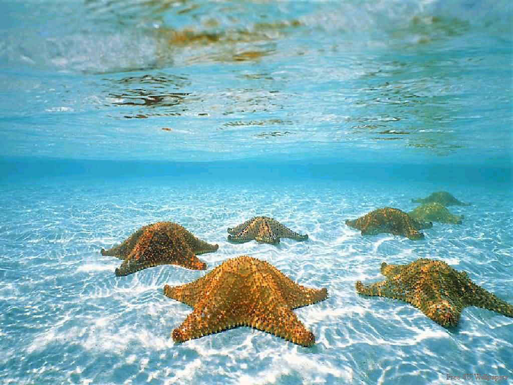 Underwater Wallpapers