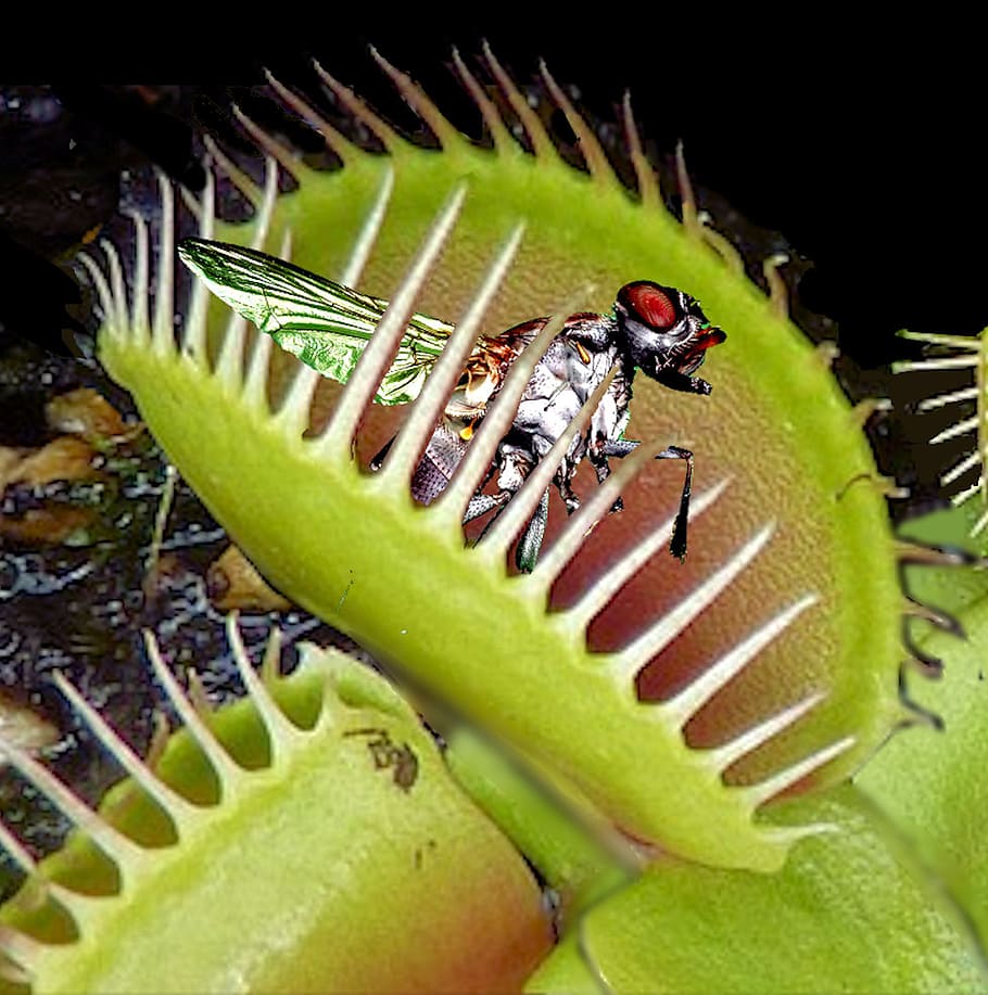 Venus Flytrap Wallpapers