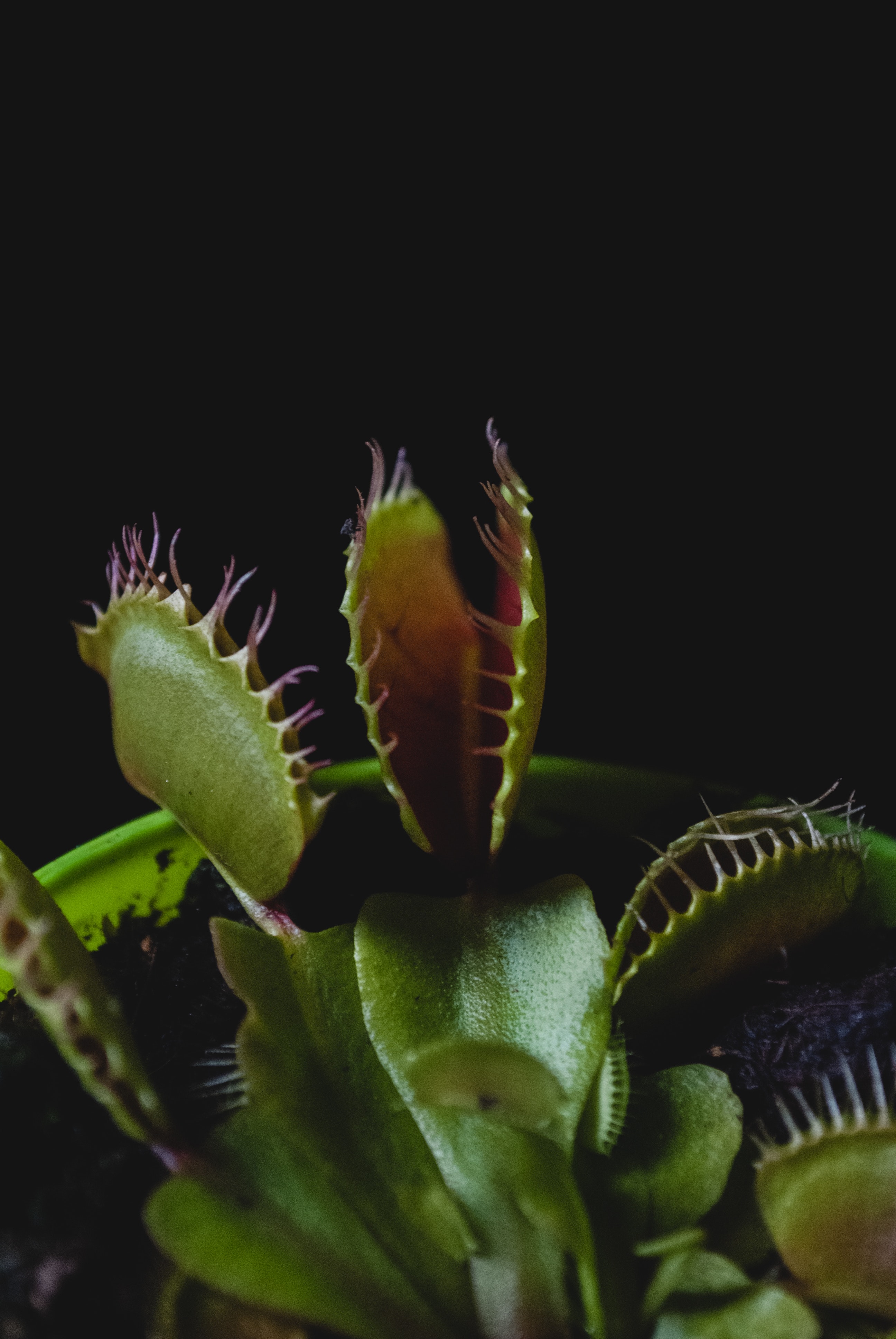 Venus Flytrap Wallpapers