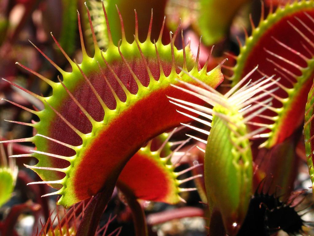 Venus Flytrap Wallpapers