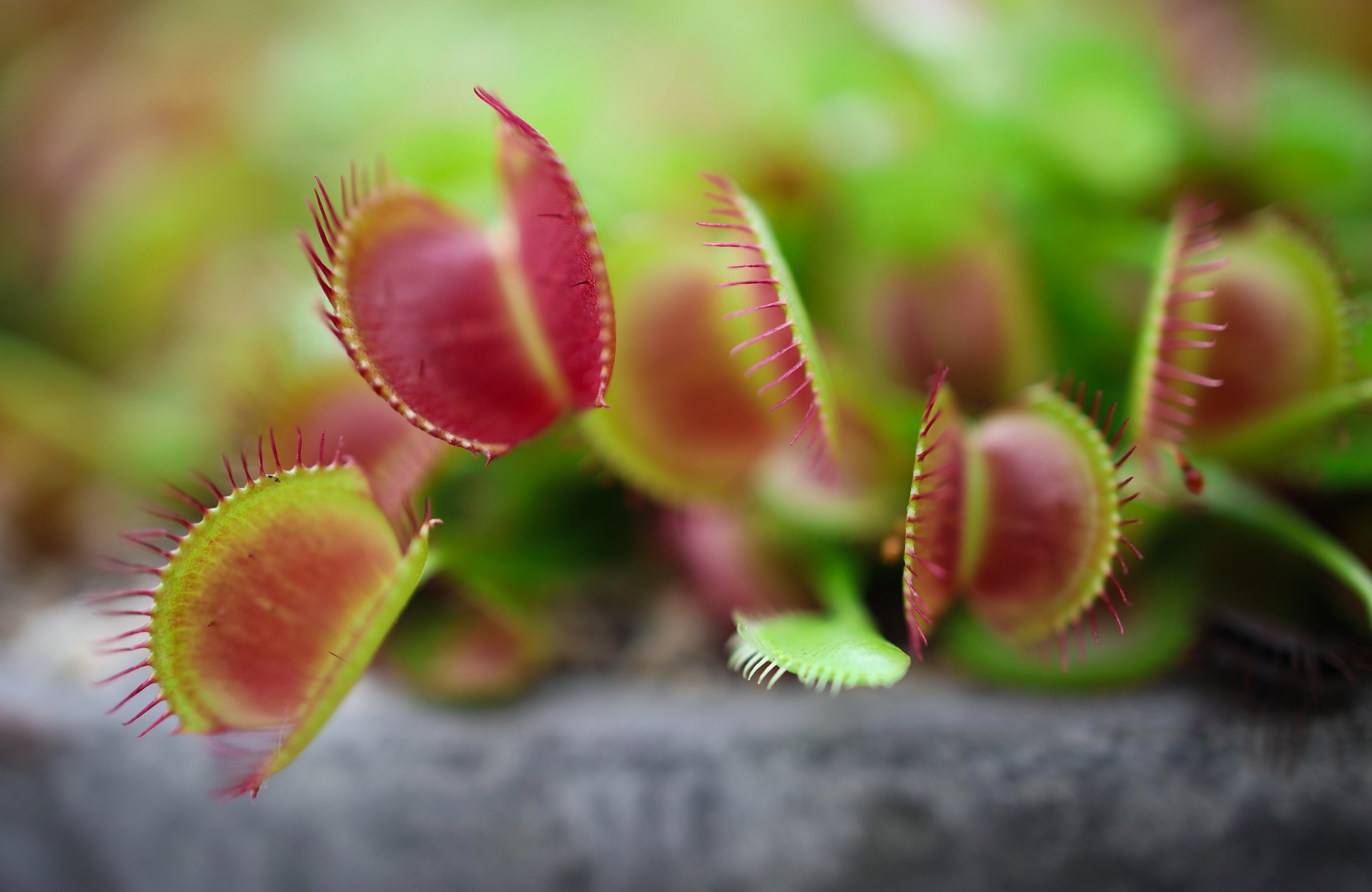 Venus Flytrap Wallpapers