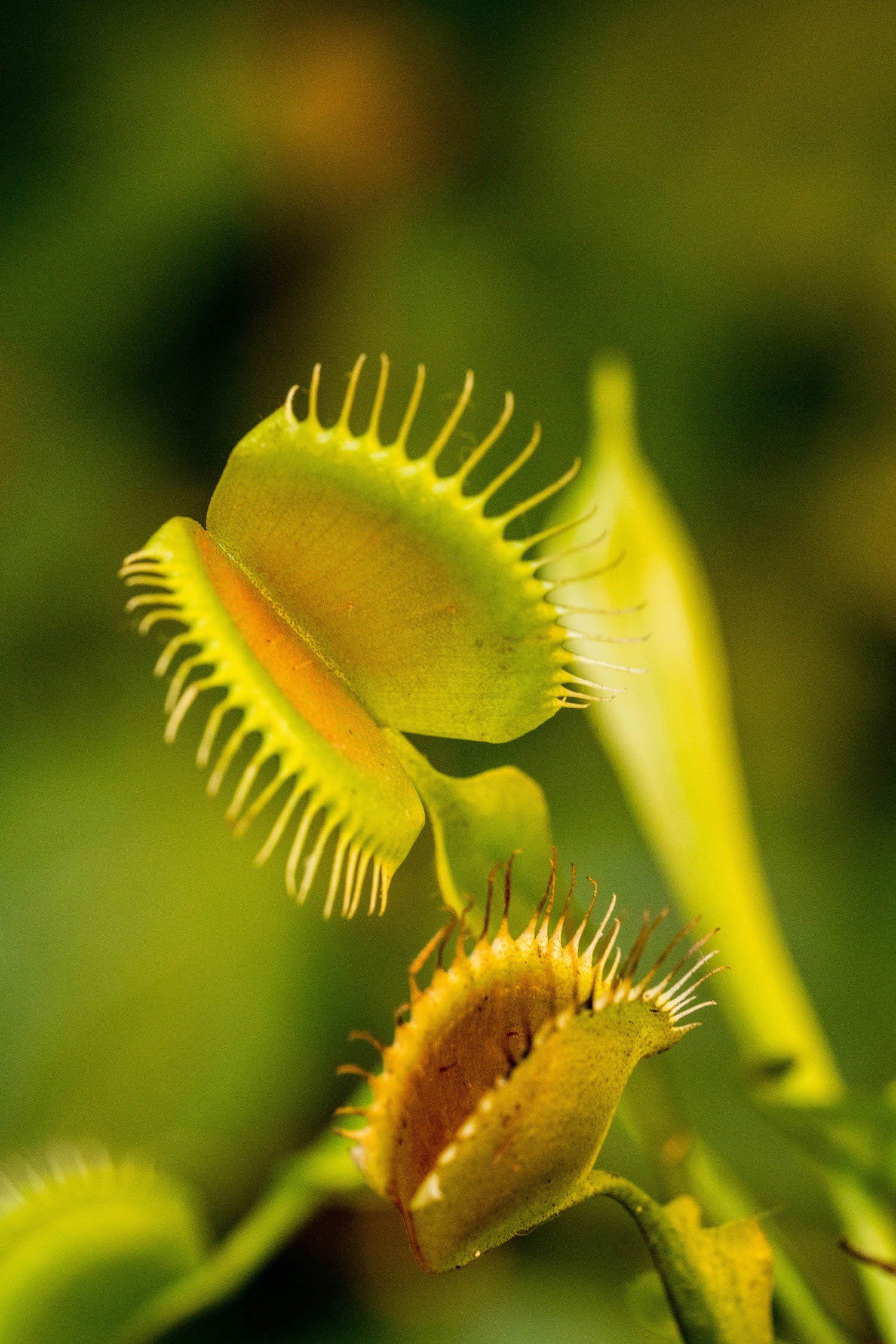 Venus Flytrap Wallpapers