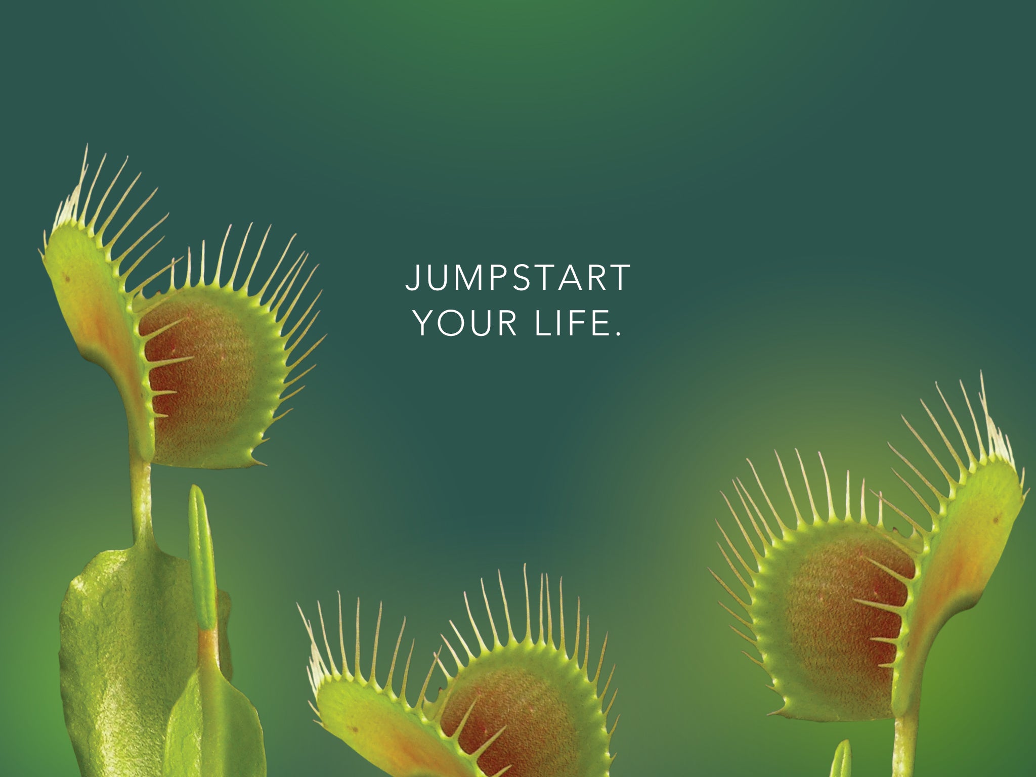 Venus Flytrap Wallpapers