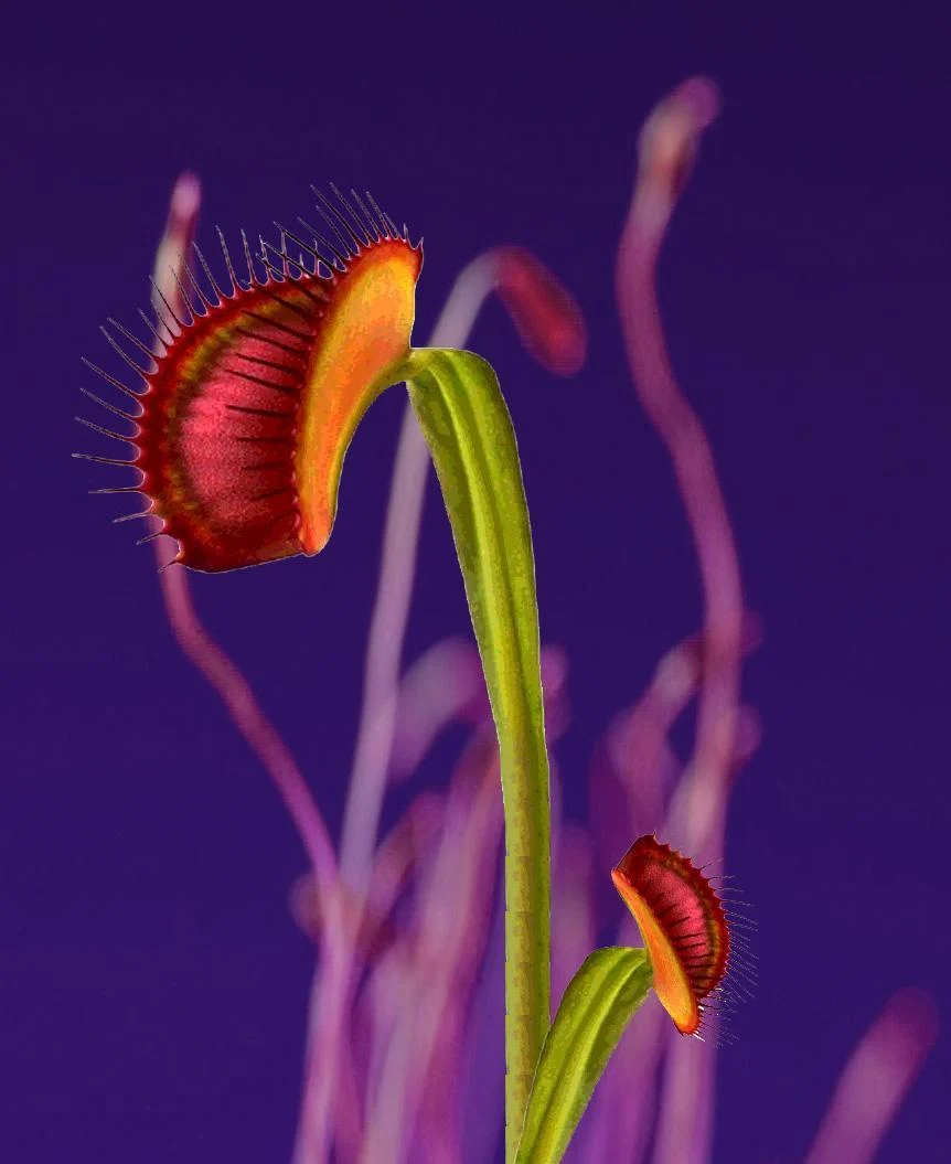 Venus Flytrap Wallpapers