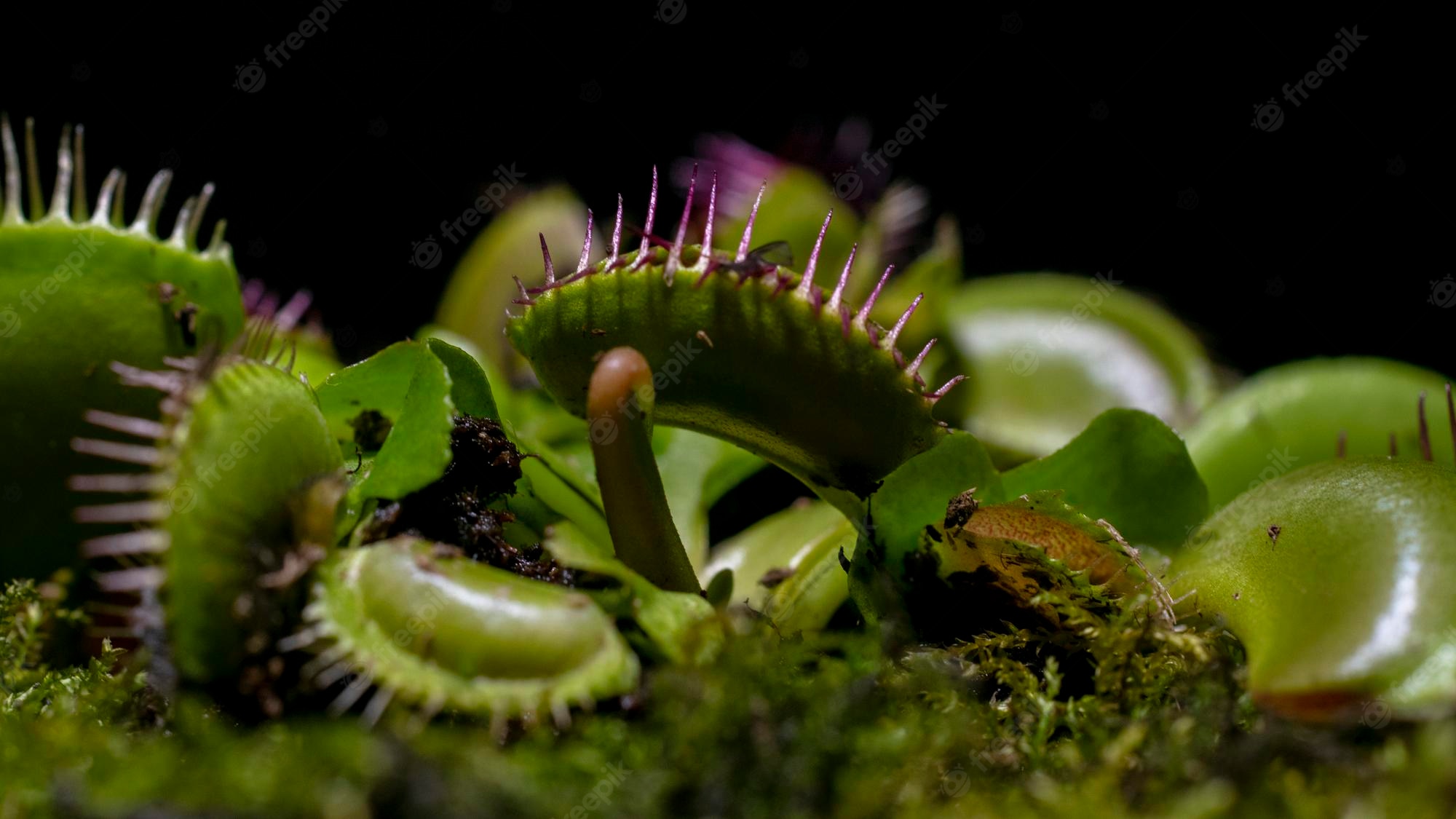 Venus Flytrap Wallpapers