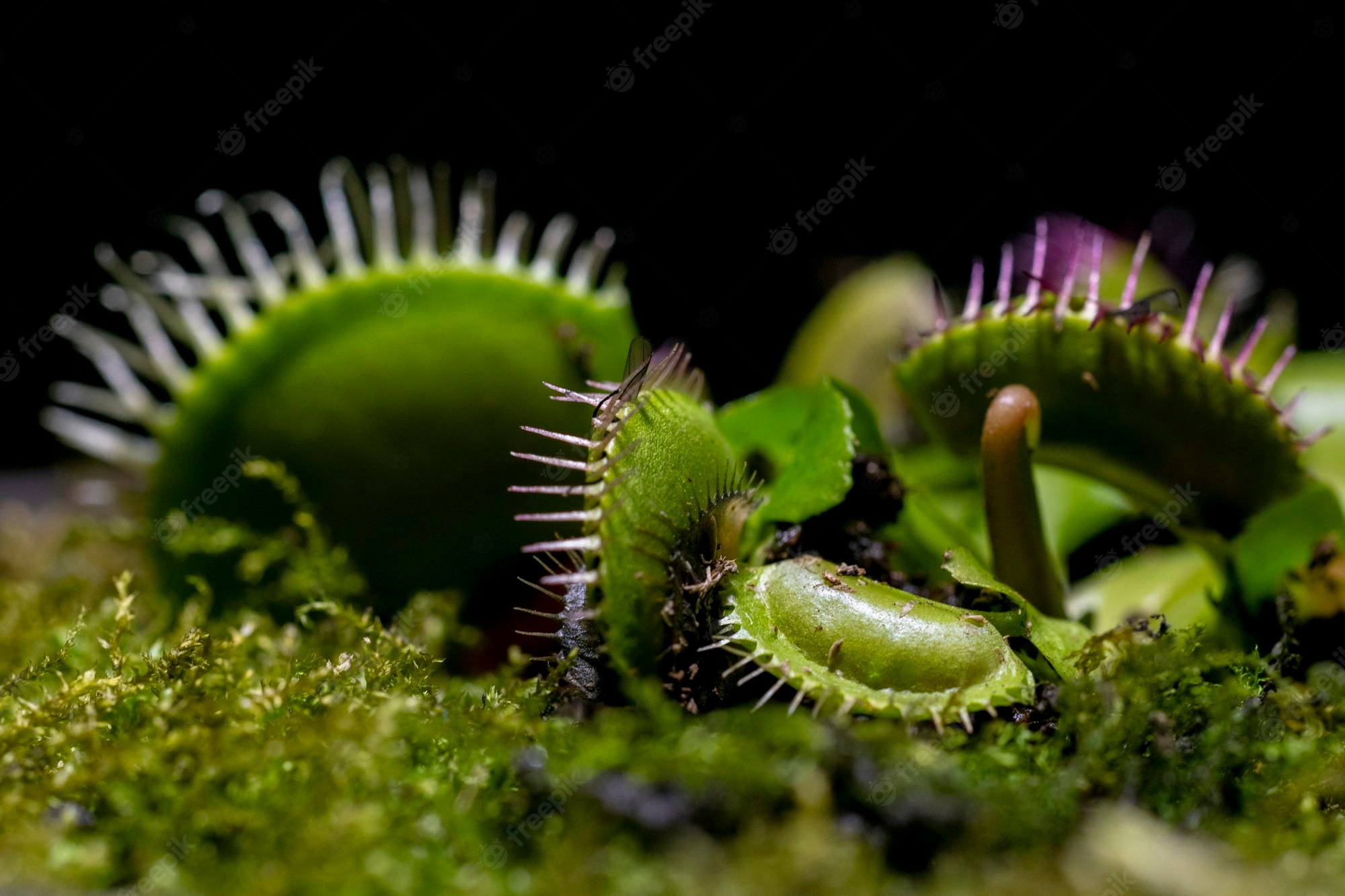 Venus Flytrap Wallpapers