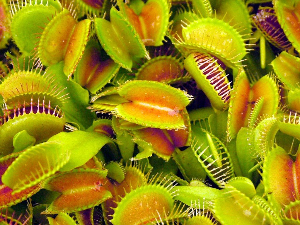 Venus Flytrap Wallpapers