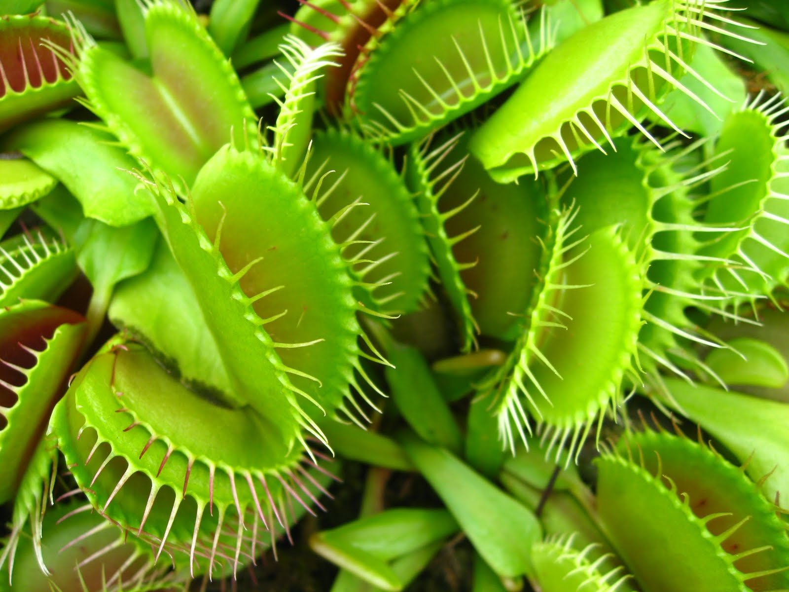 Venus Flytrap Wallpapers