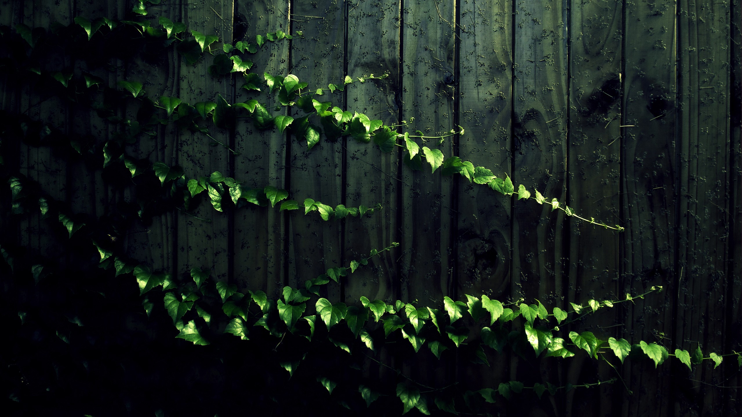 Vines Wallpapers