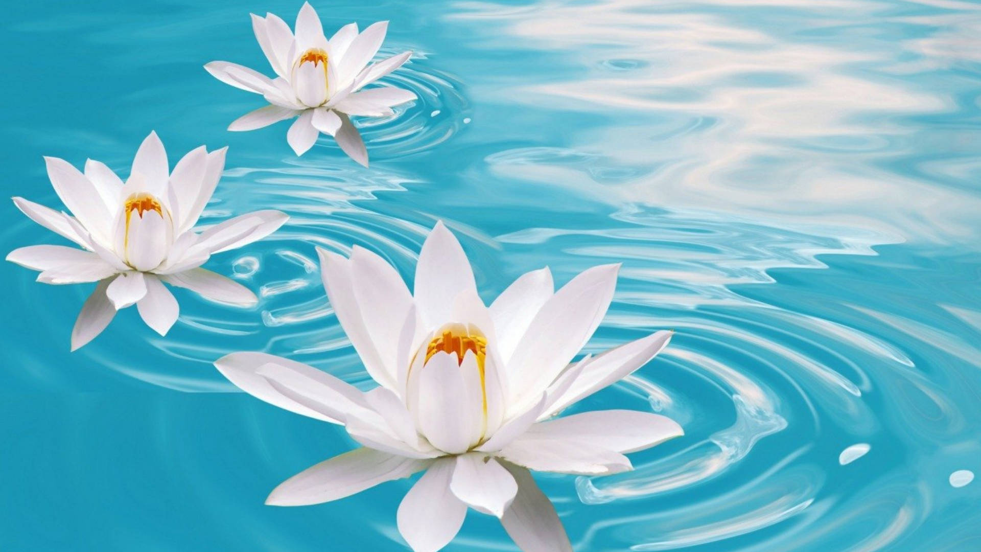 Water Lily Wallpapers