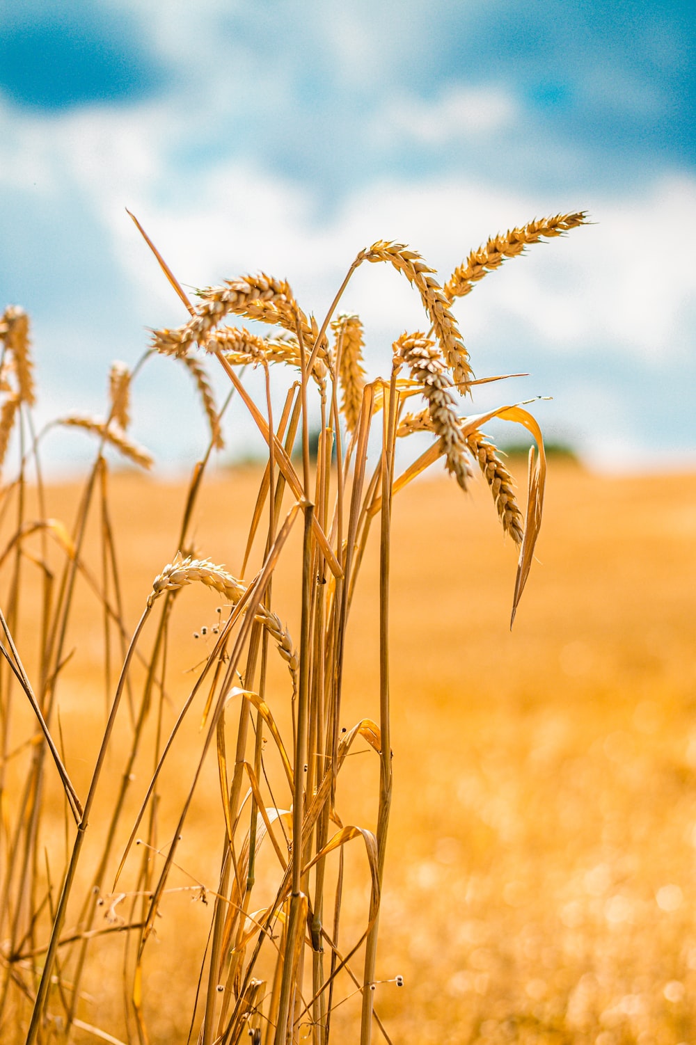 Wheat Wallpapers