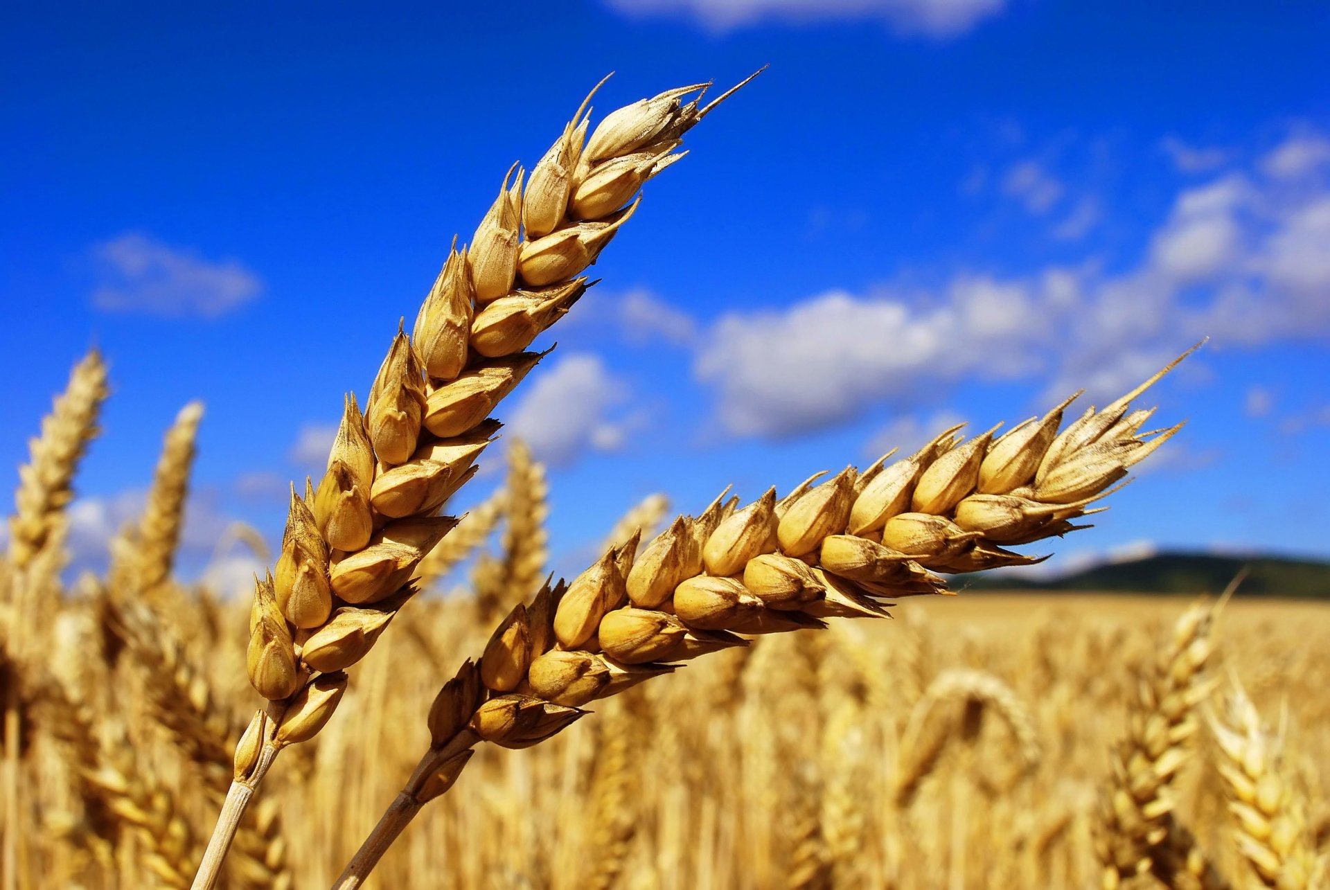 Wheat Wallpapers