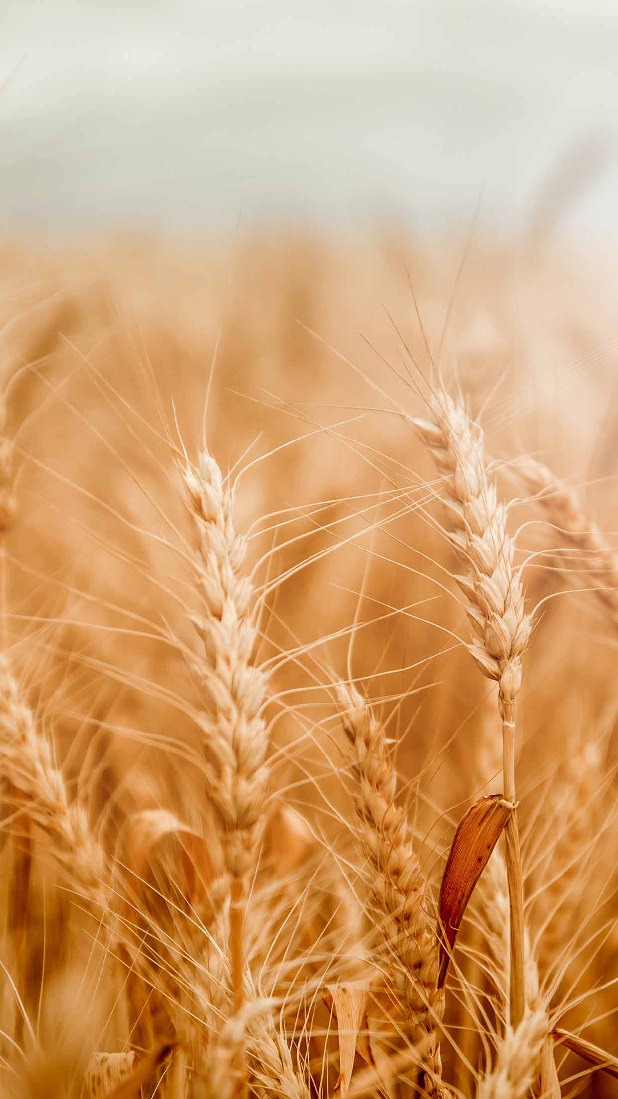 Wheat Wallpapers
