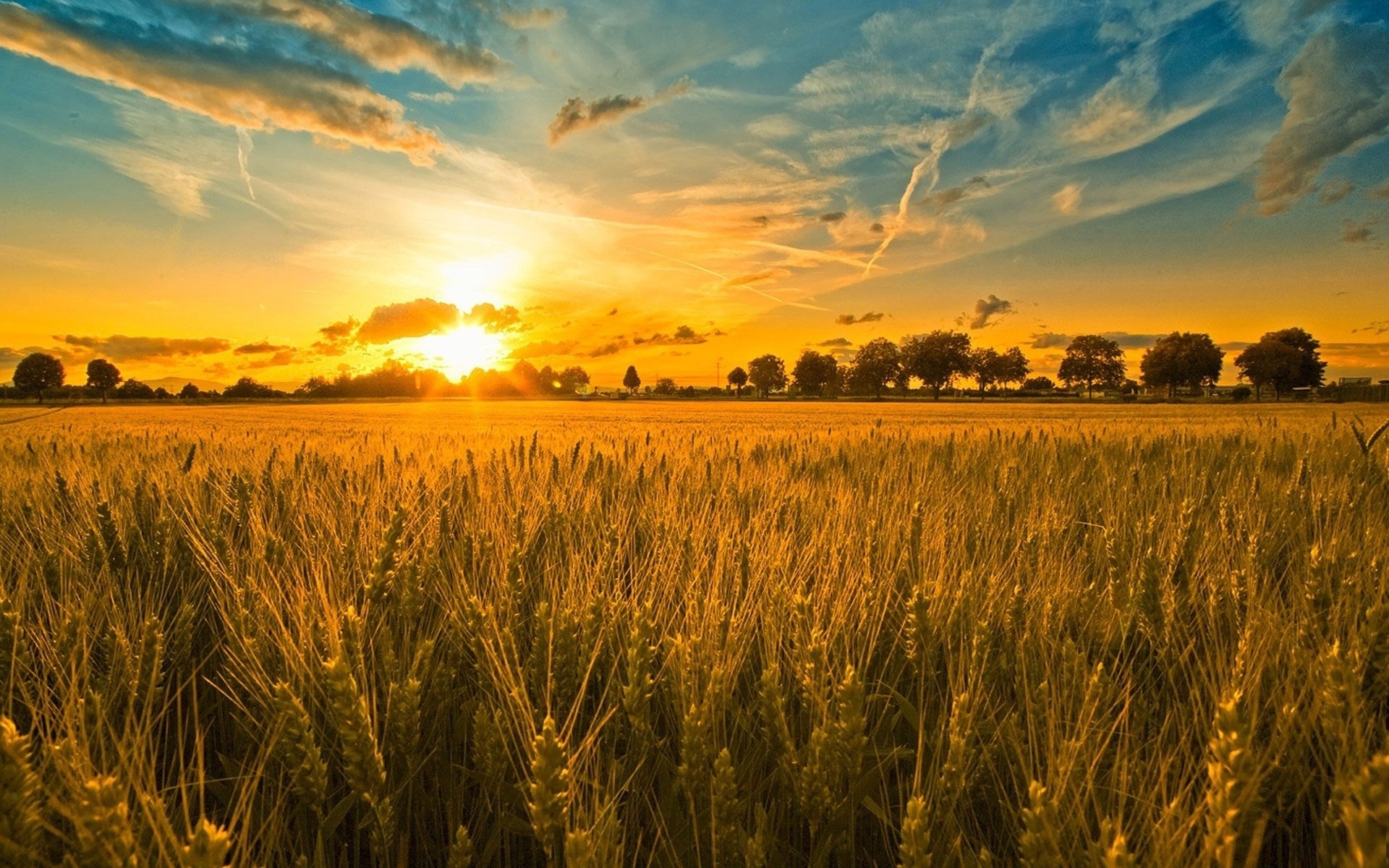 Wheat Wallpapers