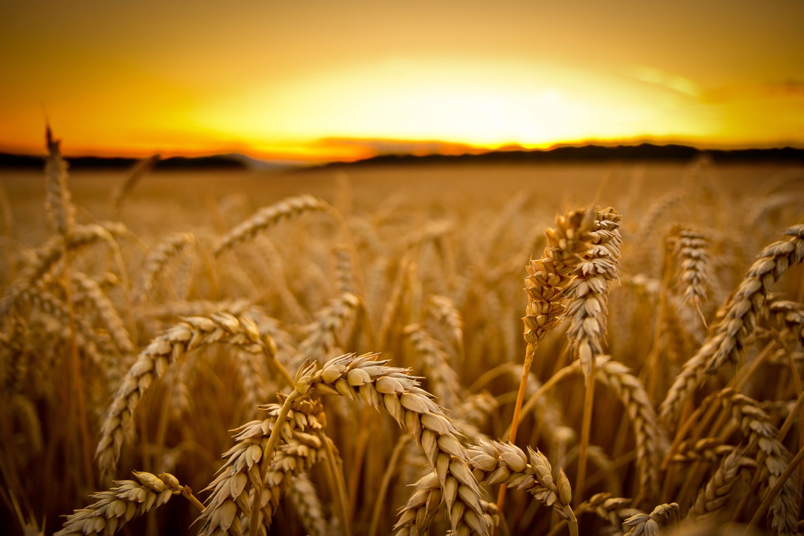 Wheat Wallpapers